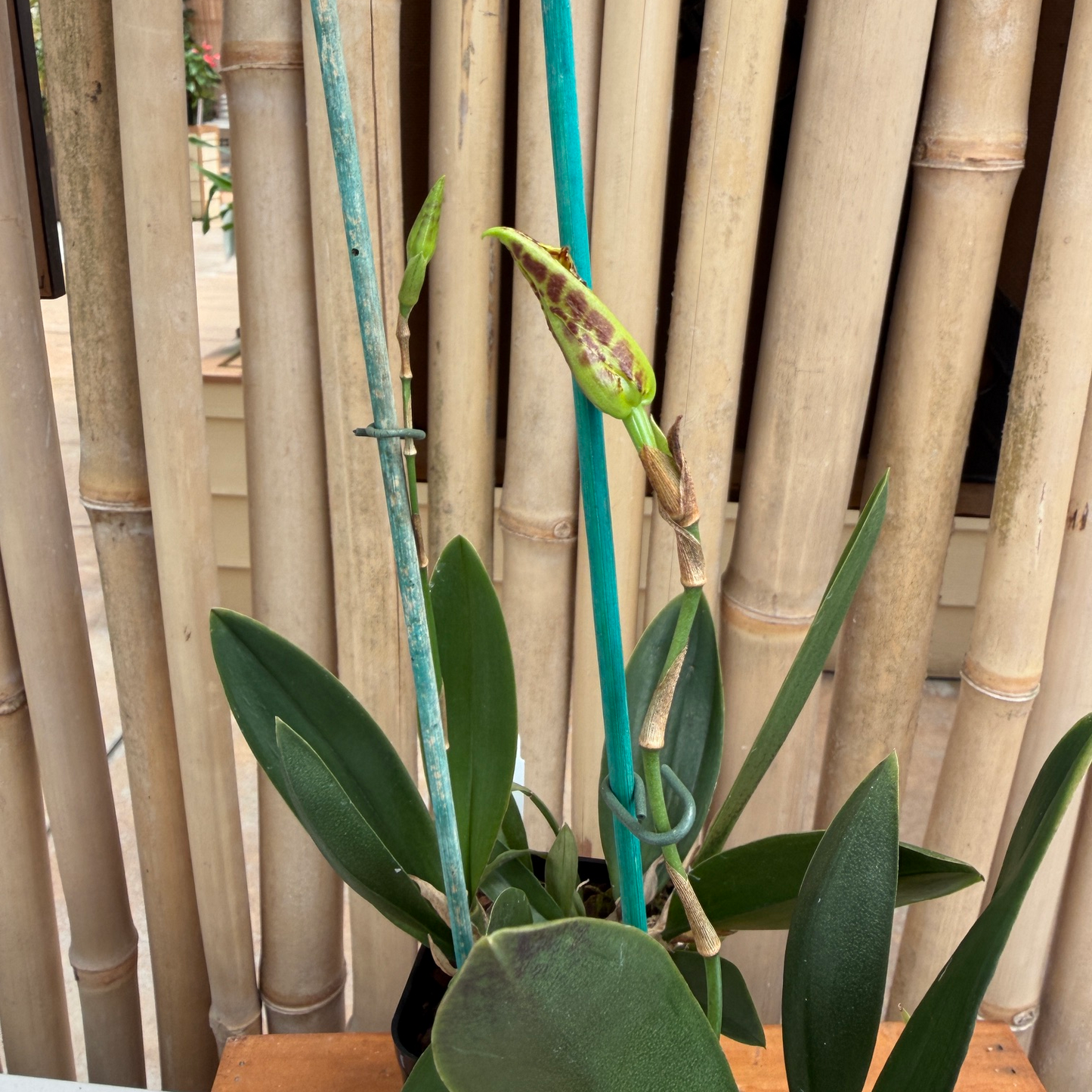 Pyps. Mariposa 'Trilabelo' (4" Pot) - Spiking