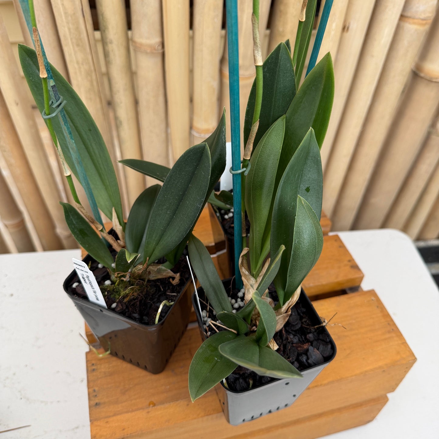 Pyps. Mariposa 'Trilabelo' (4" Pot) - Spiking