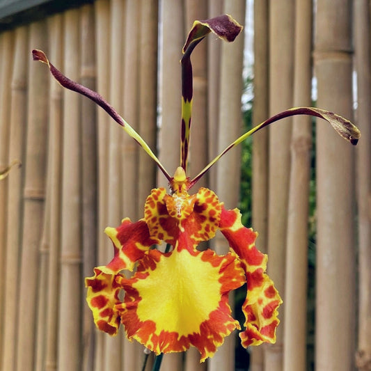 Pyps. Mariposa (4" Pot) - Spiking