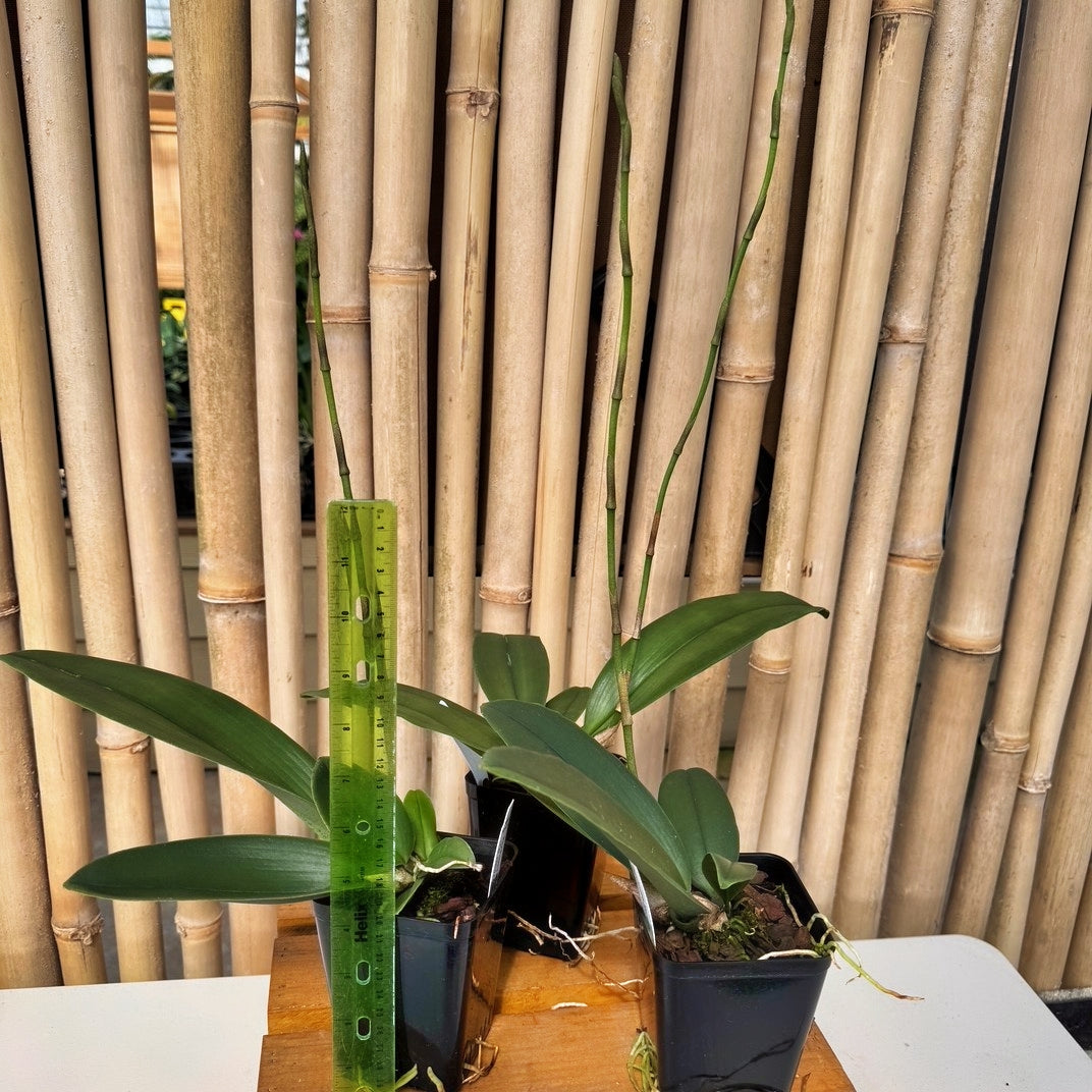 Pyps. Mariposa (4" Pot) - Spiking