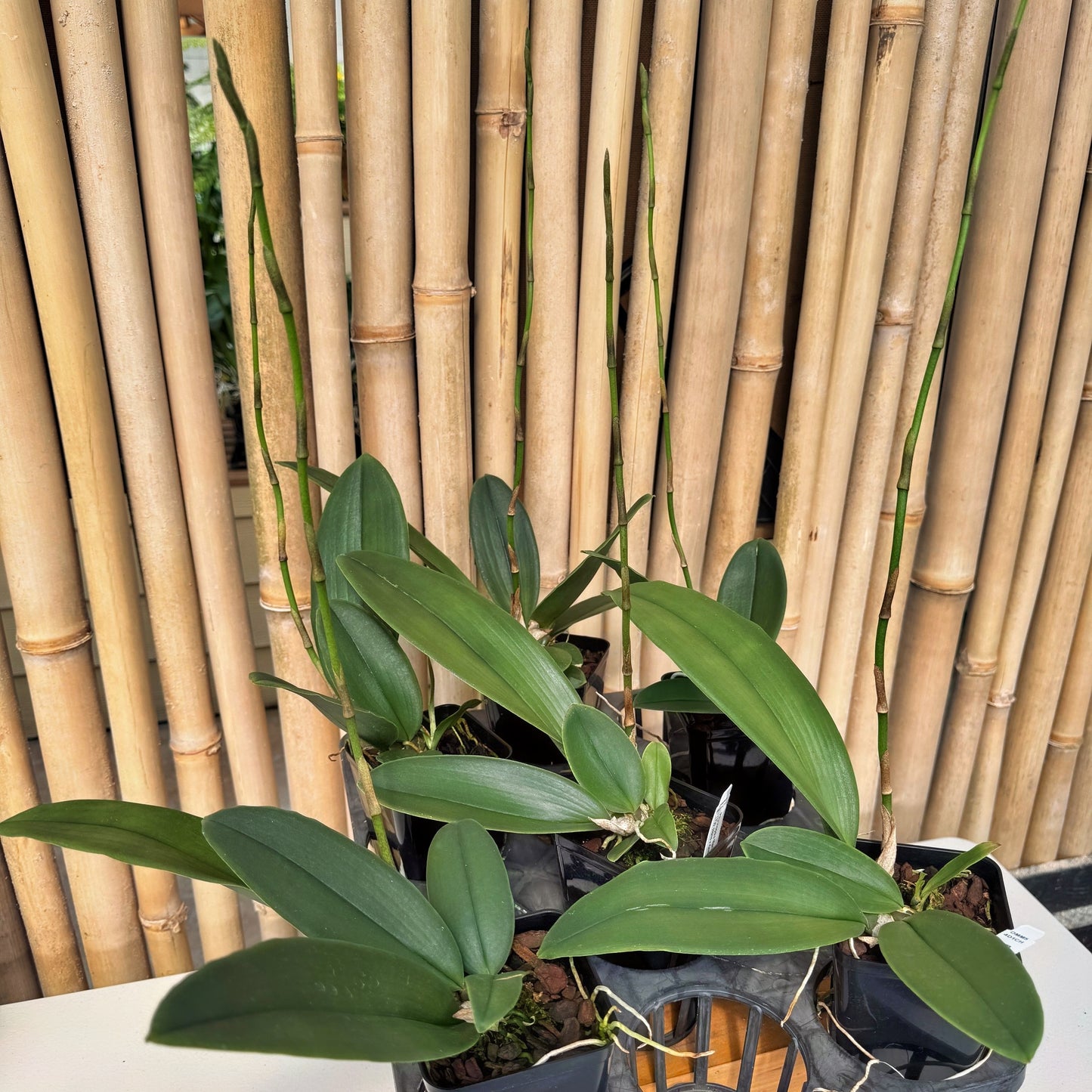 Pyps. Mariposa (4" Pot) - Spiking