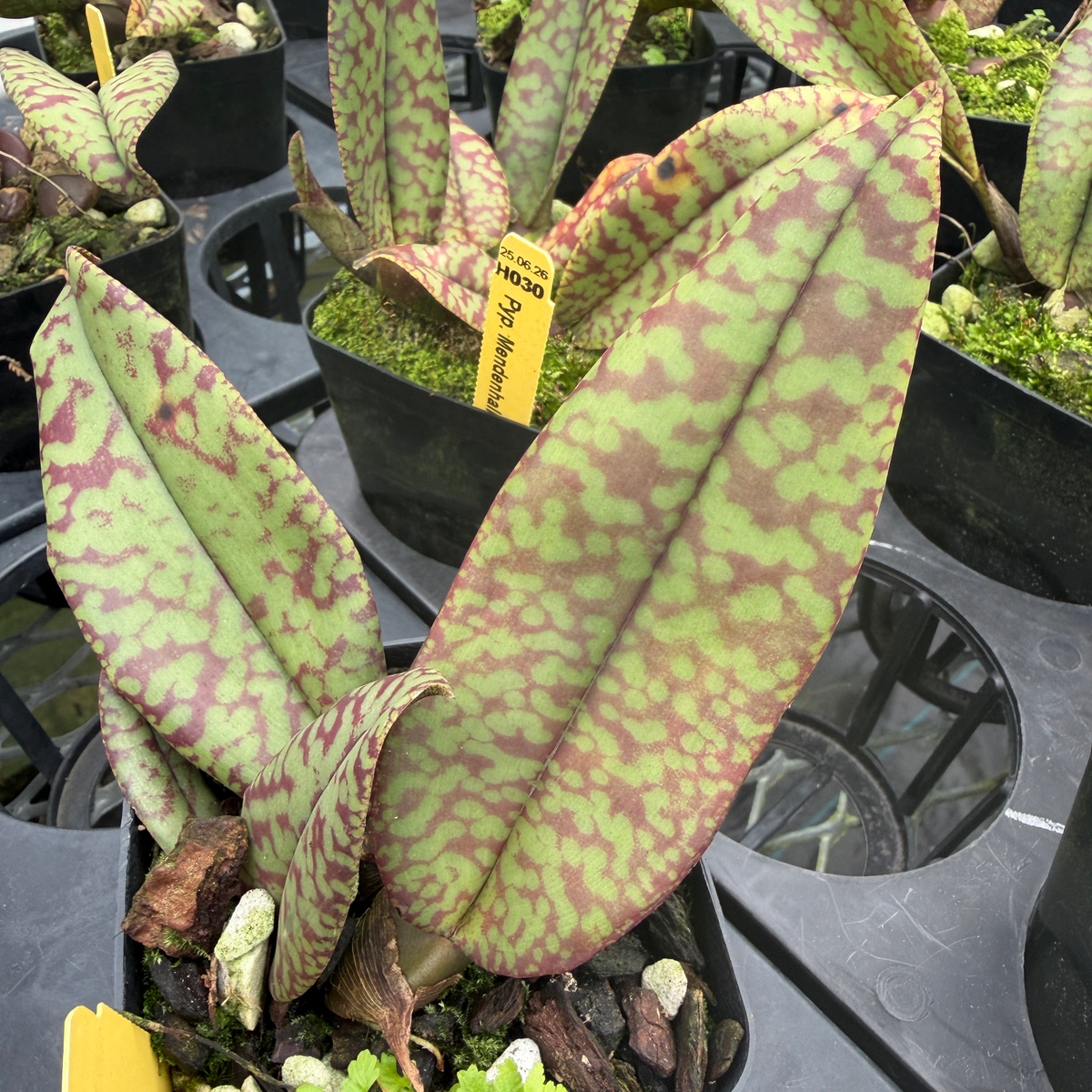 Pyps. Mendenhall 'Hildos' FCC/AOS (4" Pot) - Not Blooming