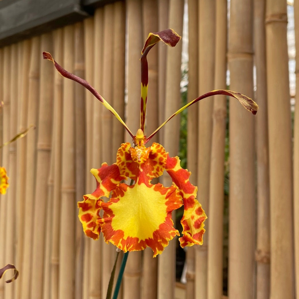 Pyps. Mendenhall 'Hildos' FCC/AOS - (Starter 2.75" Pot)