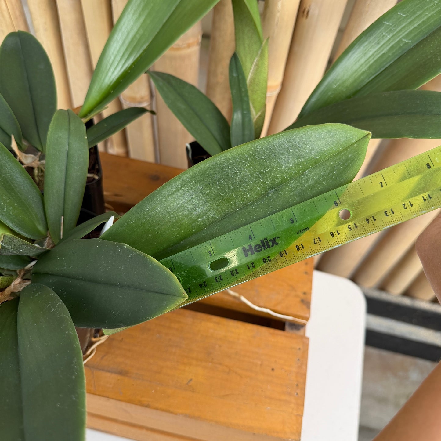 Pyps. Mariposa (4" Pot) - Not Blooming