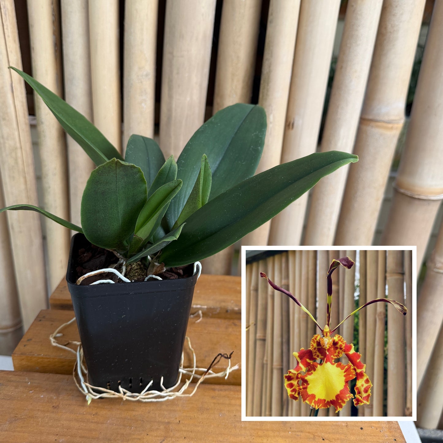 Pyps. Mariposa (4" Pot) - Not Blooming