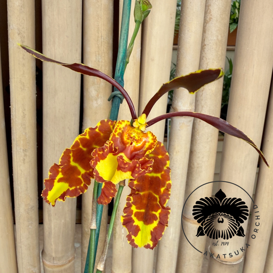 Pyps. Mariposa (4" Pot) - Spiking