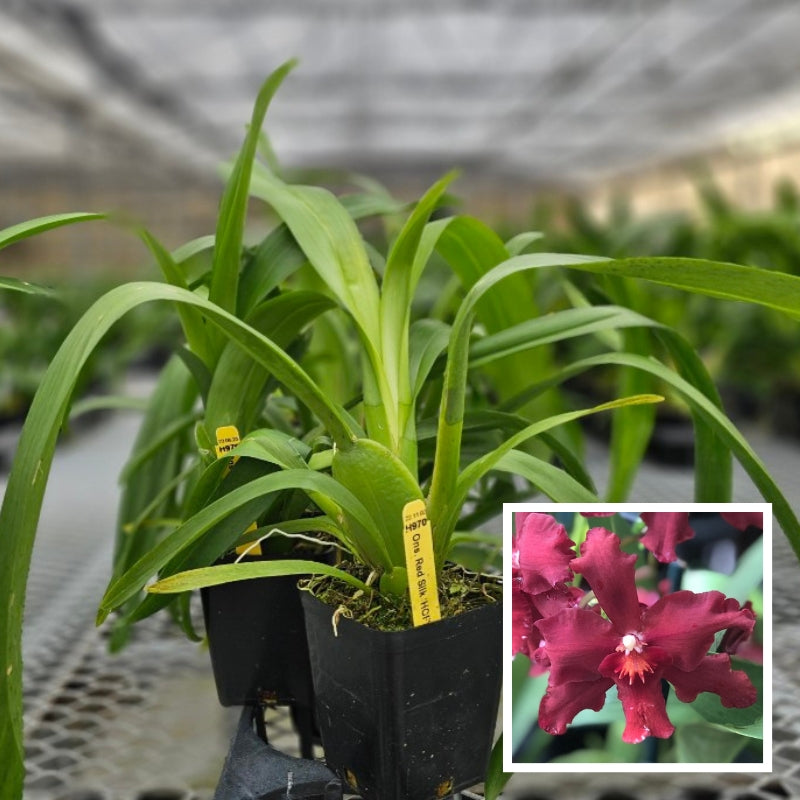 Ons. Red Silk 'HOF' (4" Pot) - Not Blooming