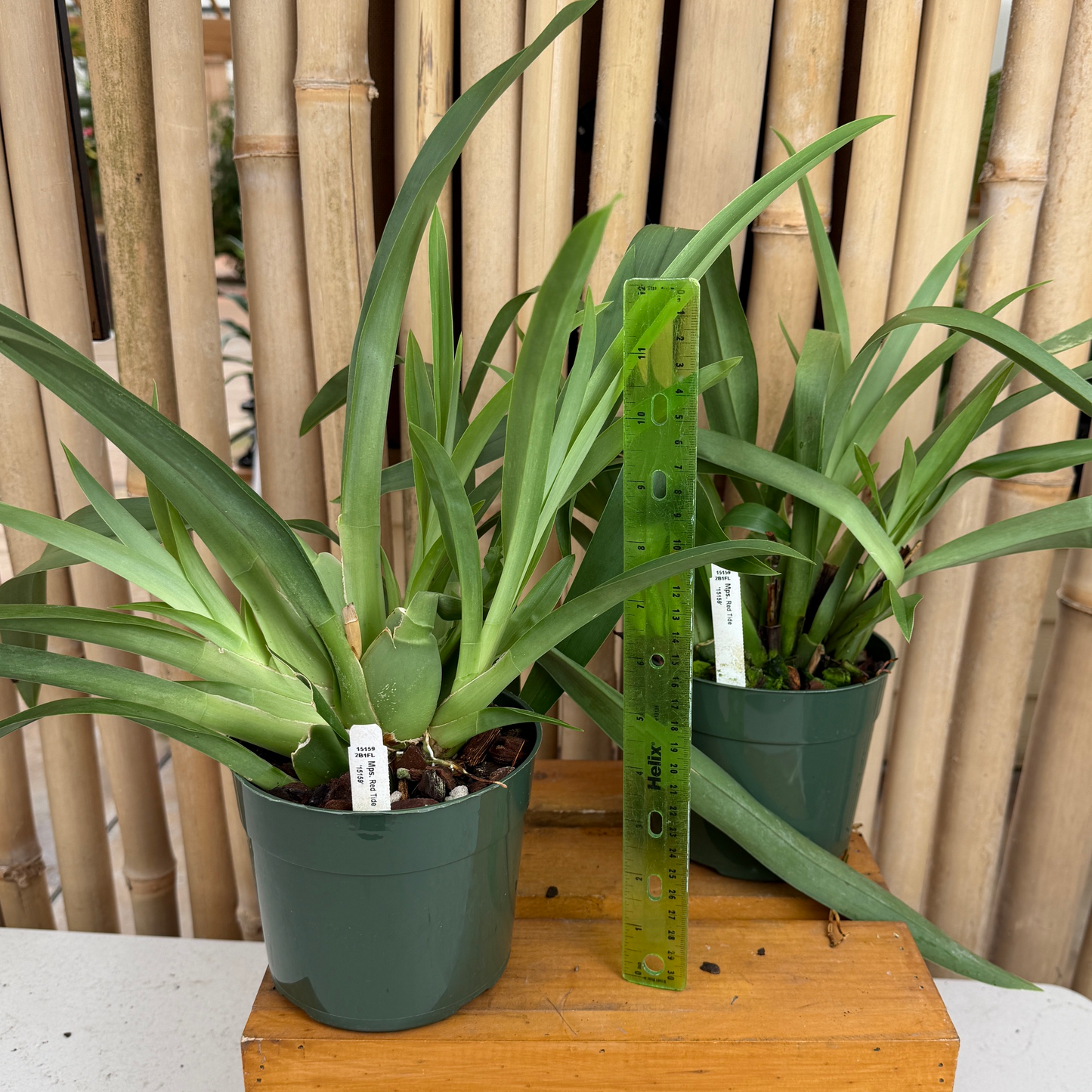 Miltoniopsis Red Tide '15159' (5.5" Pot) - Not Blooming
