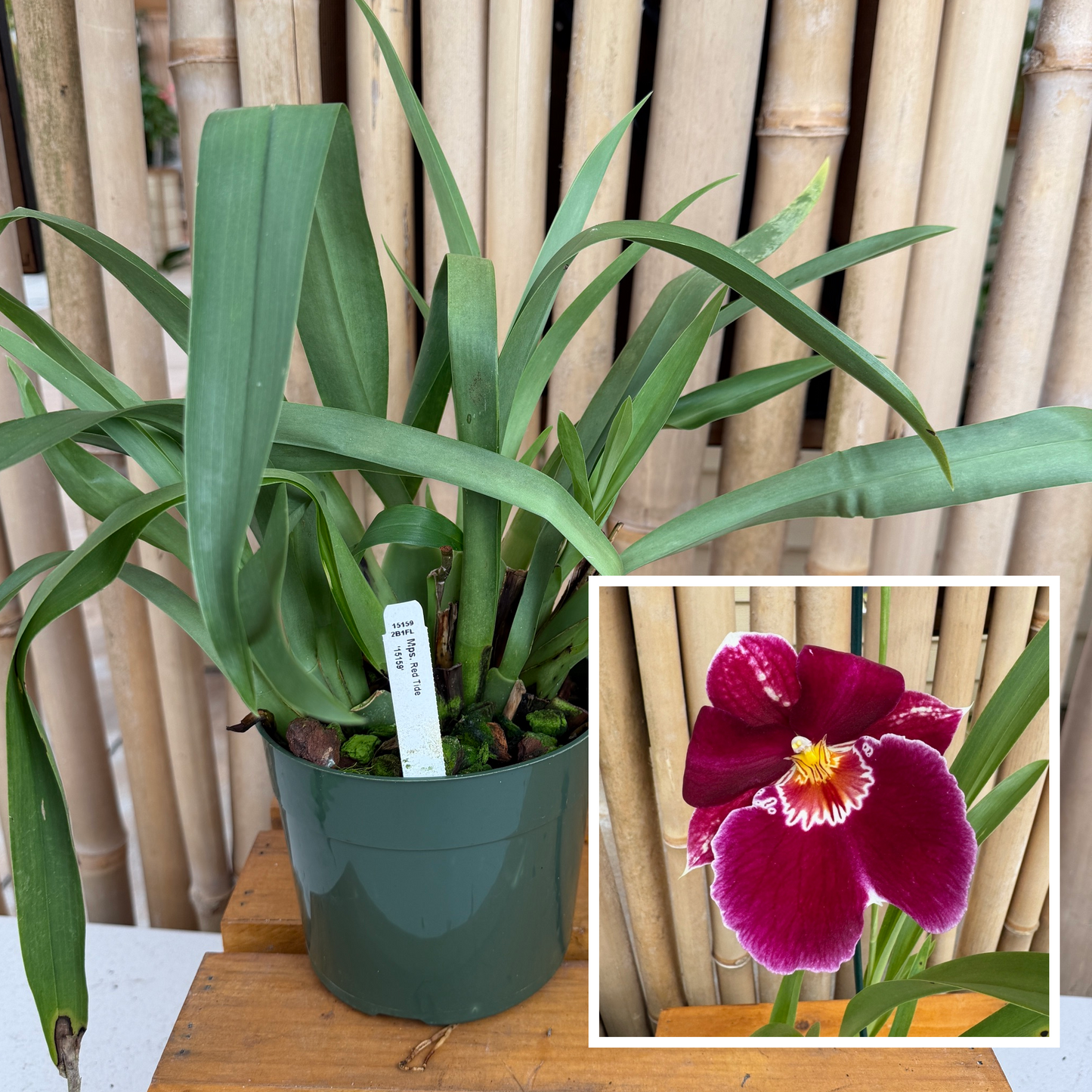 Miltoniopsis Red Tide '15159' (5.5" Pot) - Not Blooming