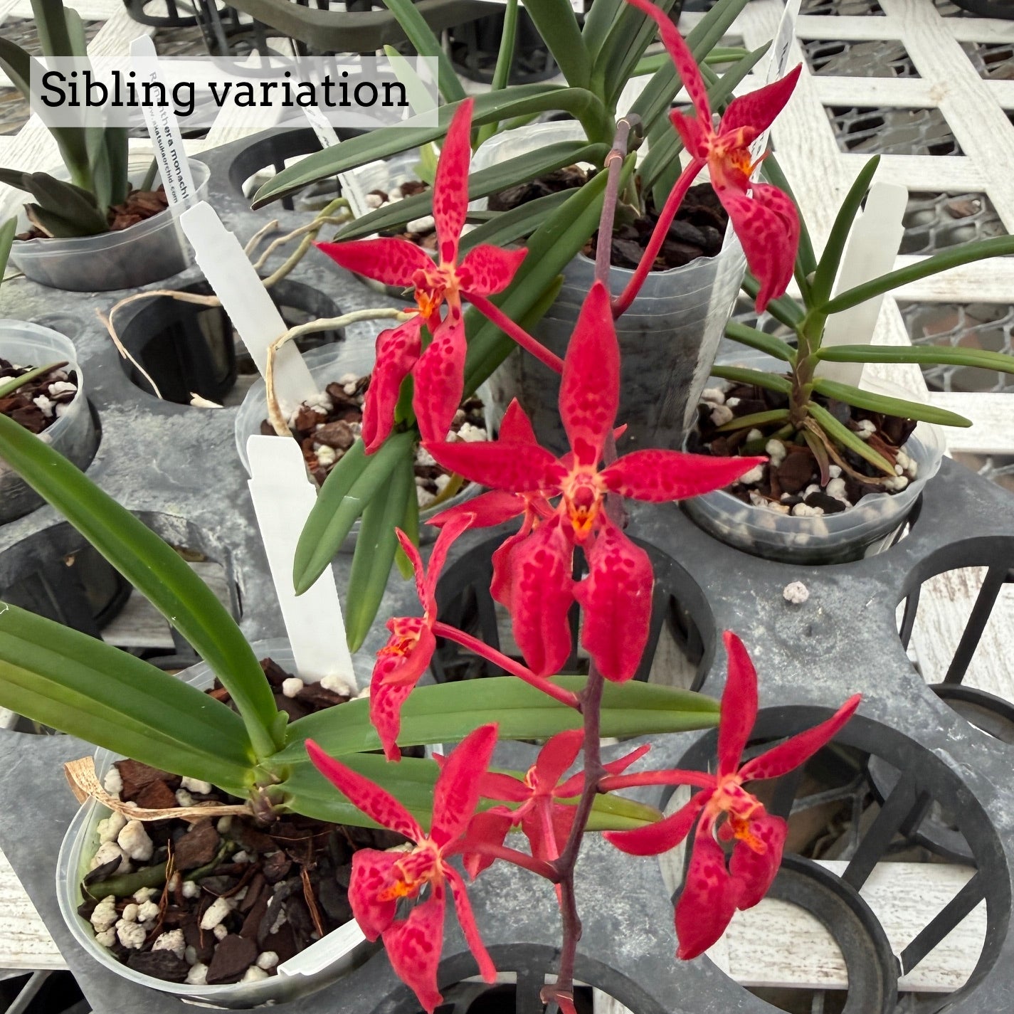 Ren. monachica x sib  (3" Pot) -Not Blooming