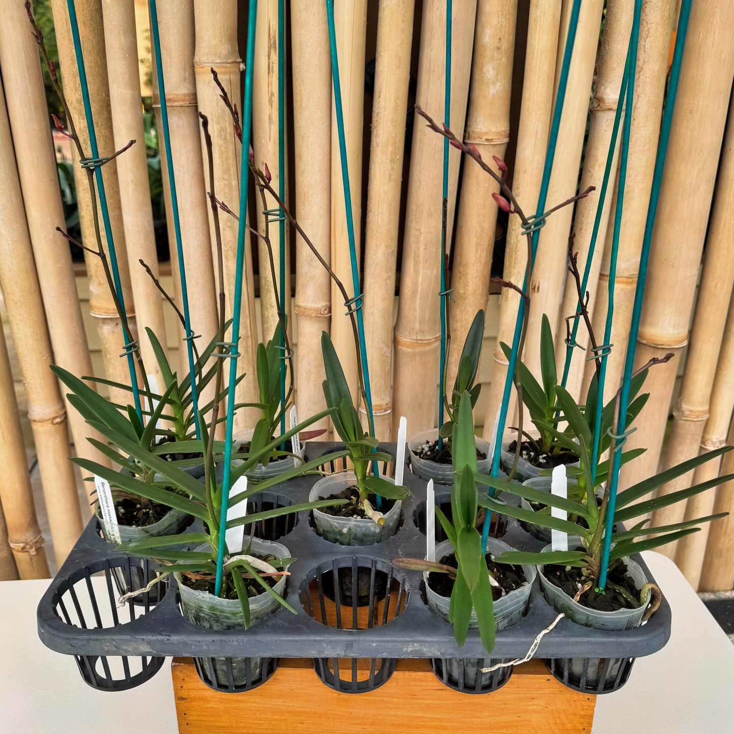 Ren. monachica x self  (3" Pot) - Buds