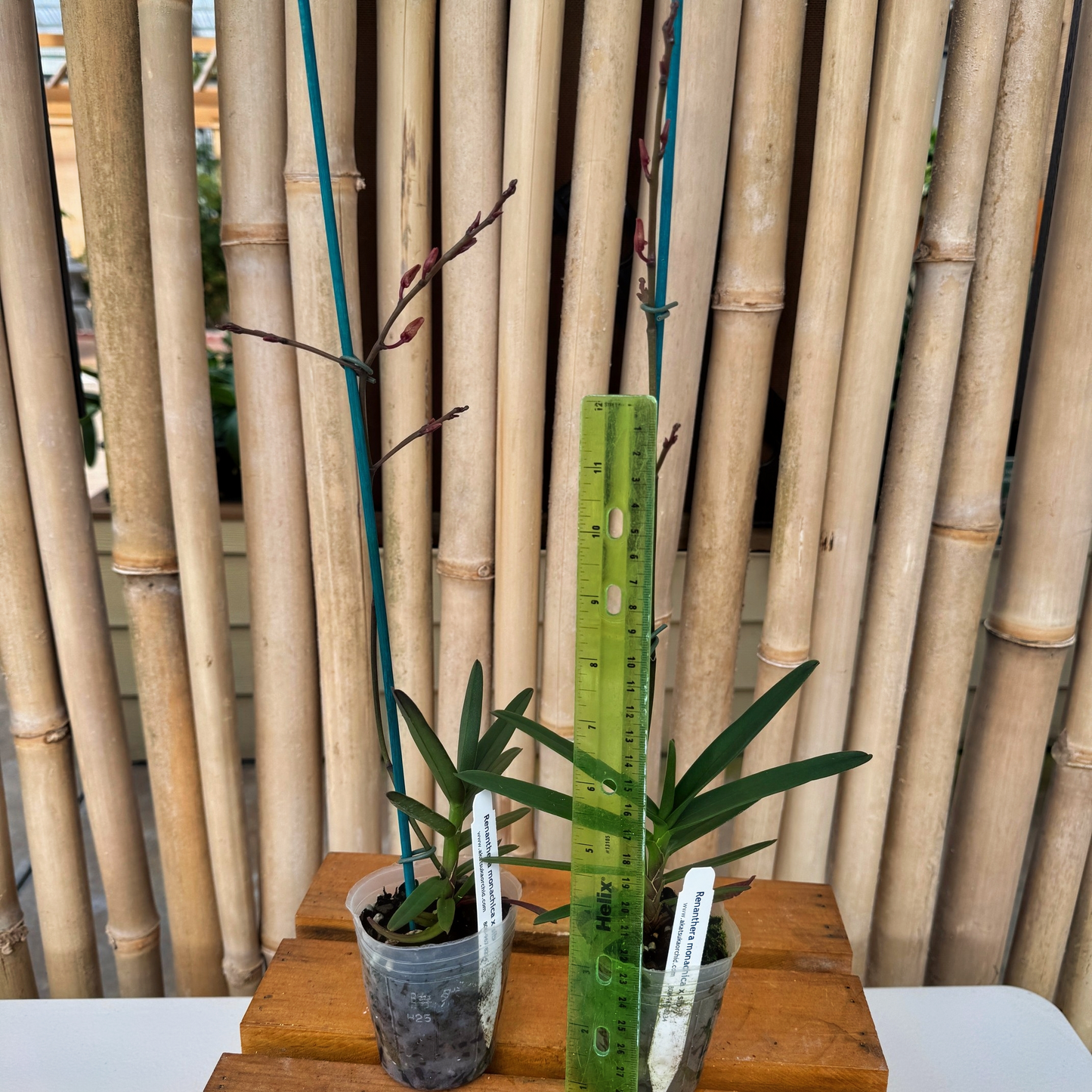 Ren. monachica x self  (3" Pot) - Buds