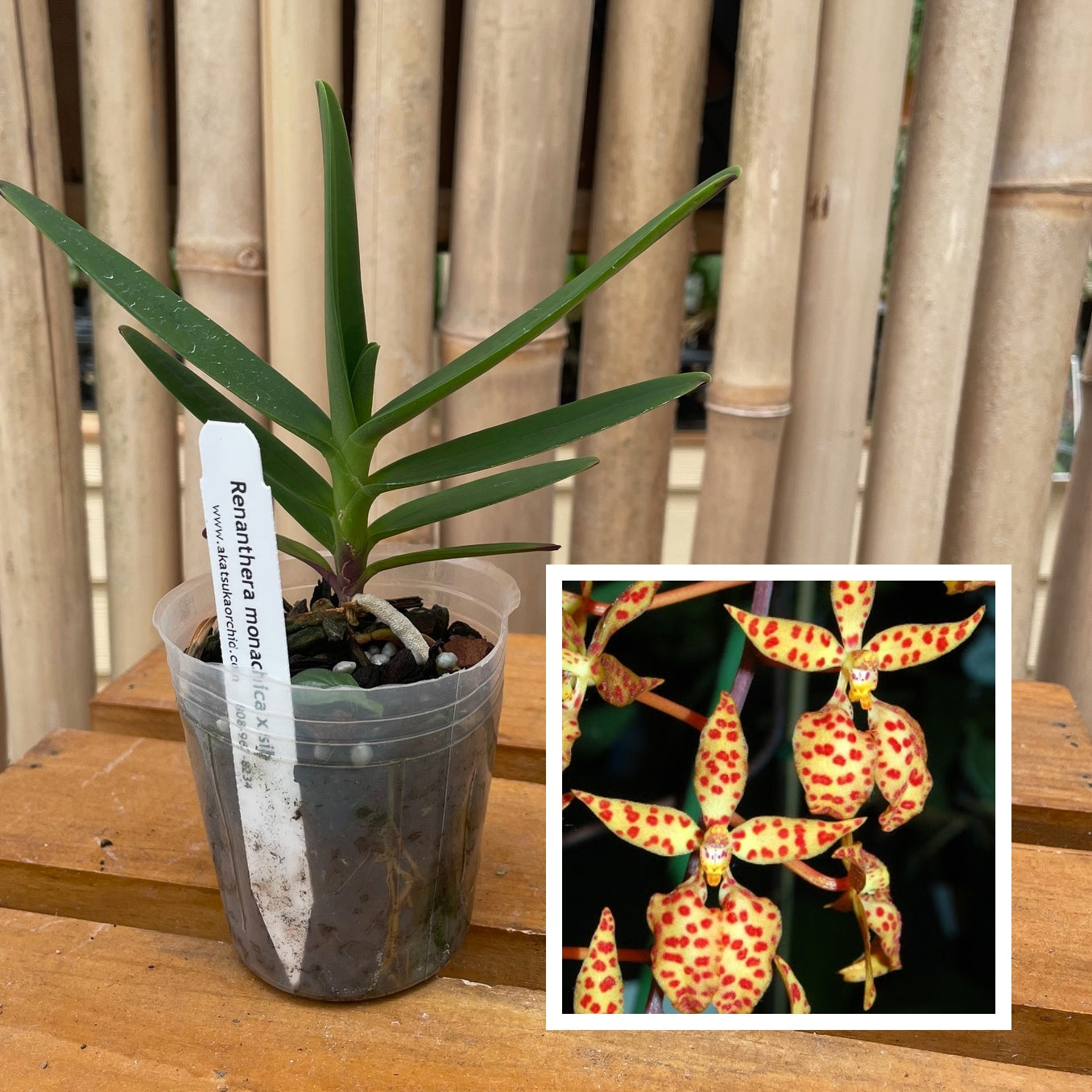 Ren. monachica x self  (3" Pot) -Not Blooming