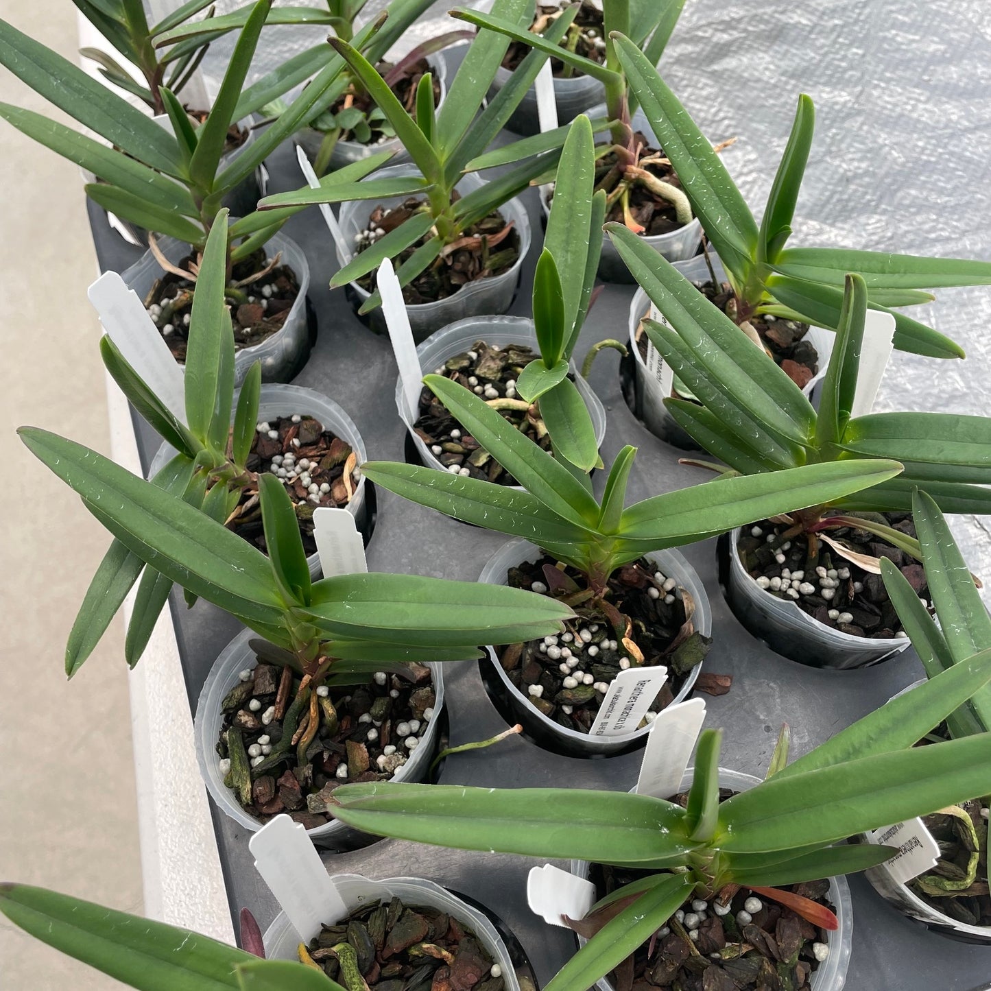 Ren. monachica x self  (3" Pot) -Not Blooming