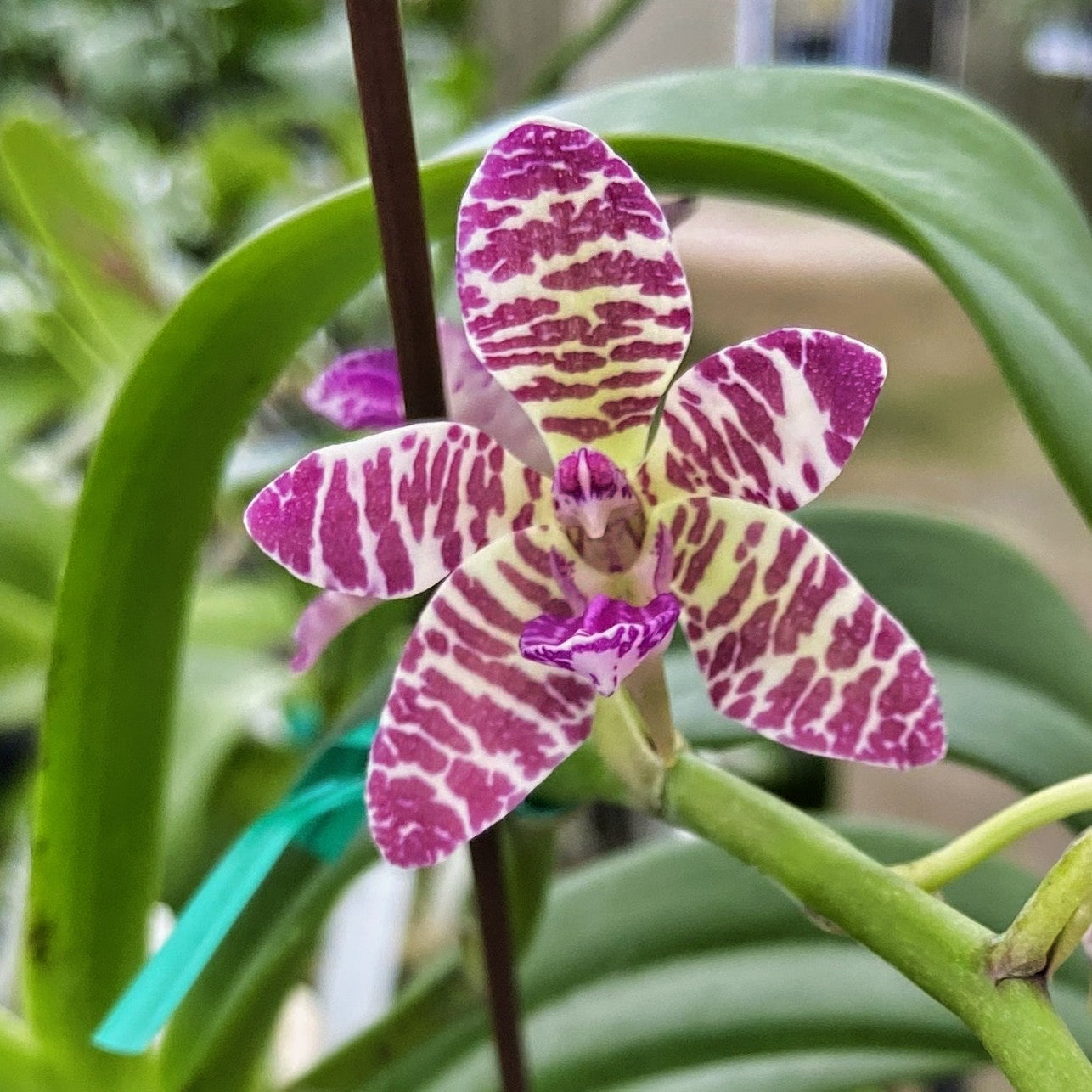 Rhynchonopsis Dragon Charmy (3" Pot) - Not Blooming