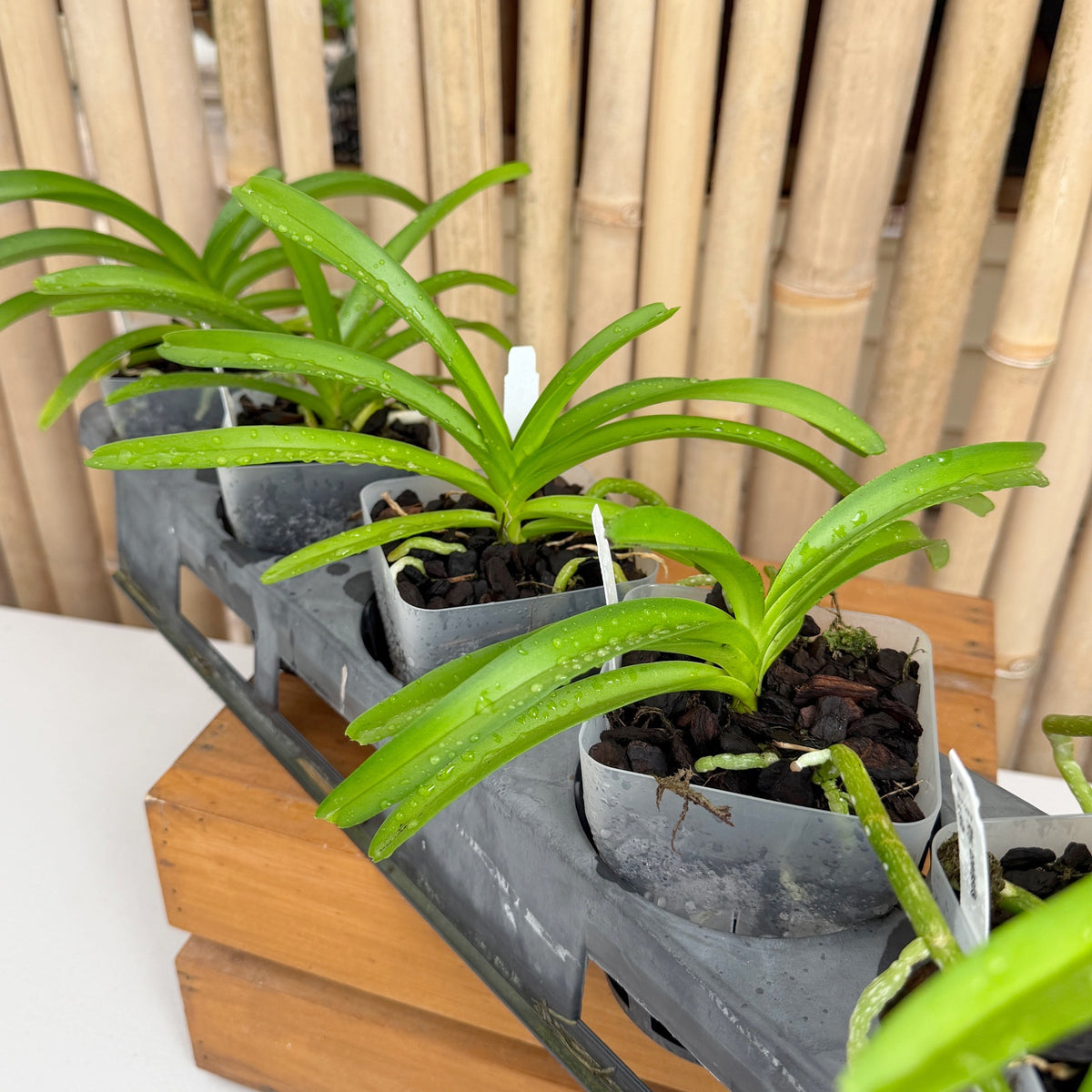 Rhyncostylis coelestis x sib (4" Pot) - Not Blooming