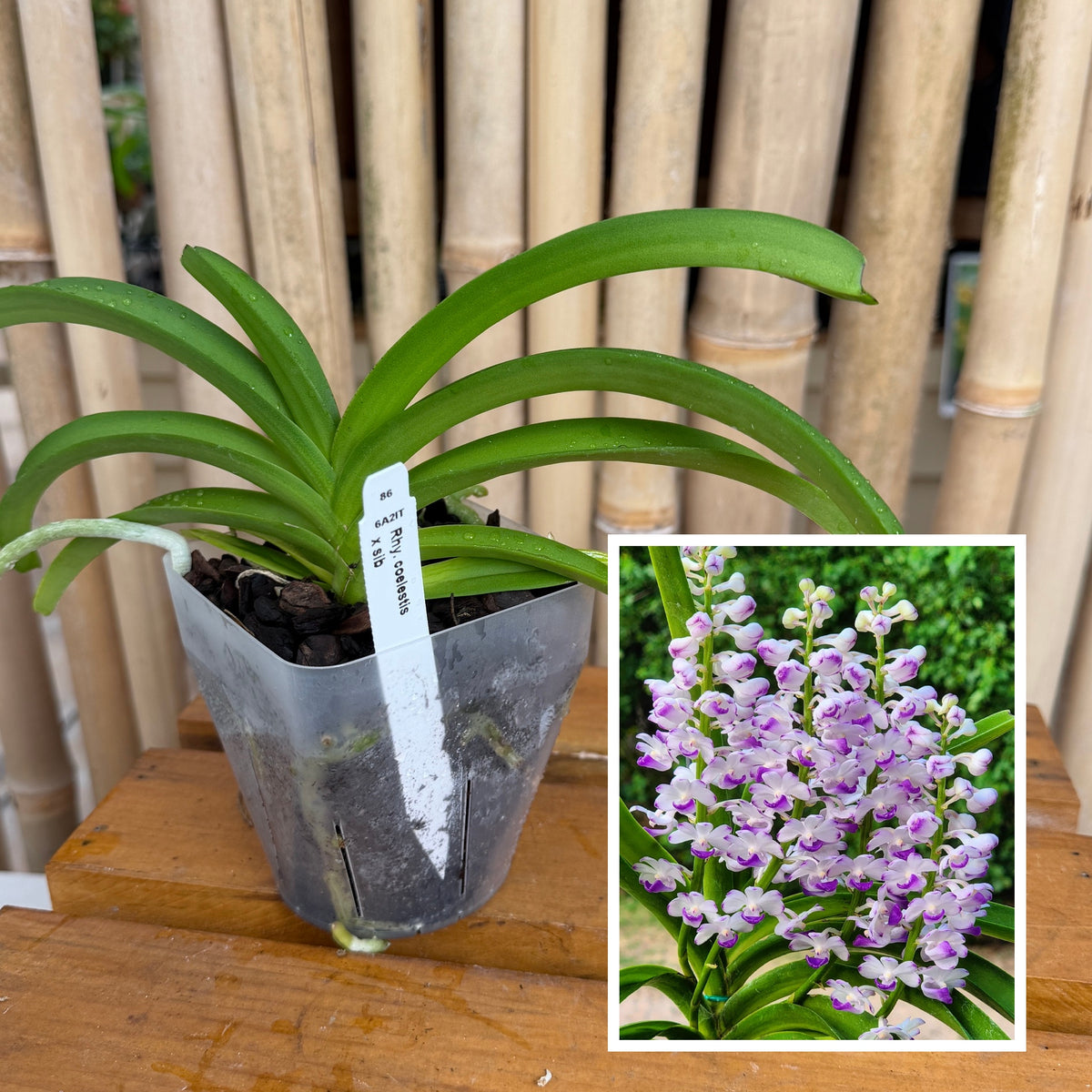 Rhyncostylis coelestis x sib (4" Pot) - Not Blooming