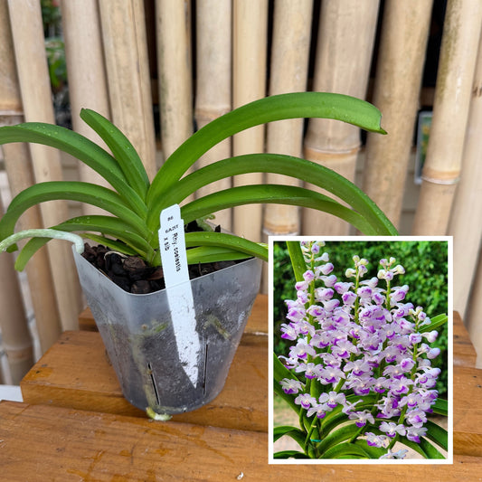 Rhyncostylis coelestis x sib (4" Pot) - Not Blooming