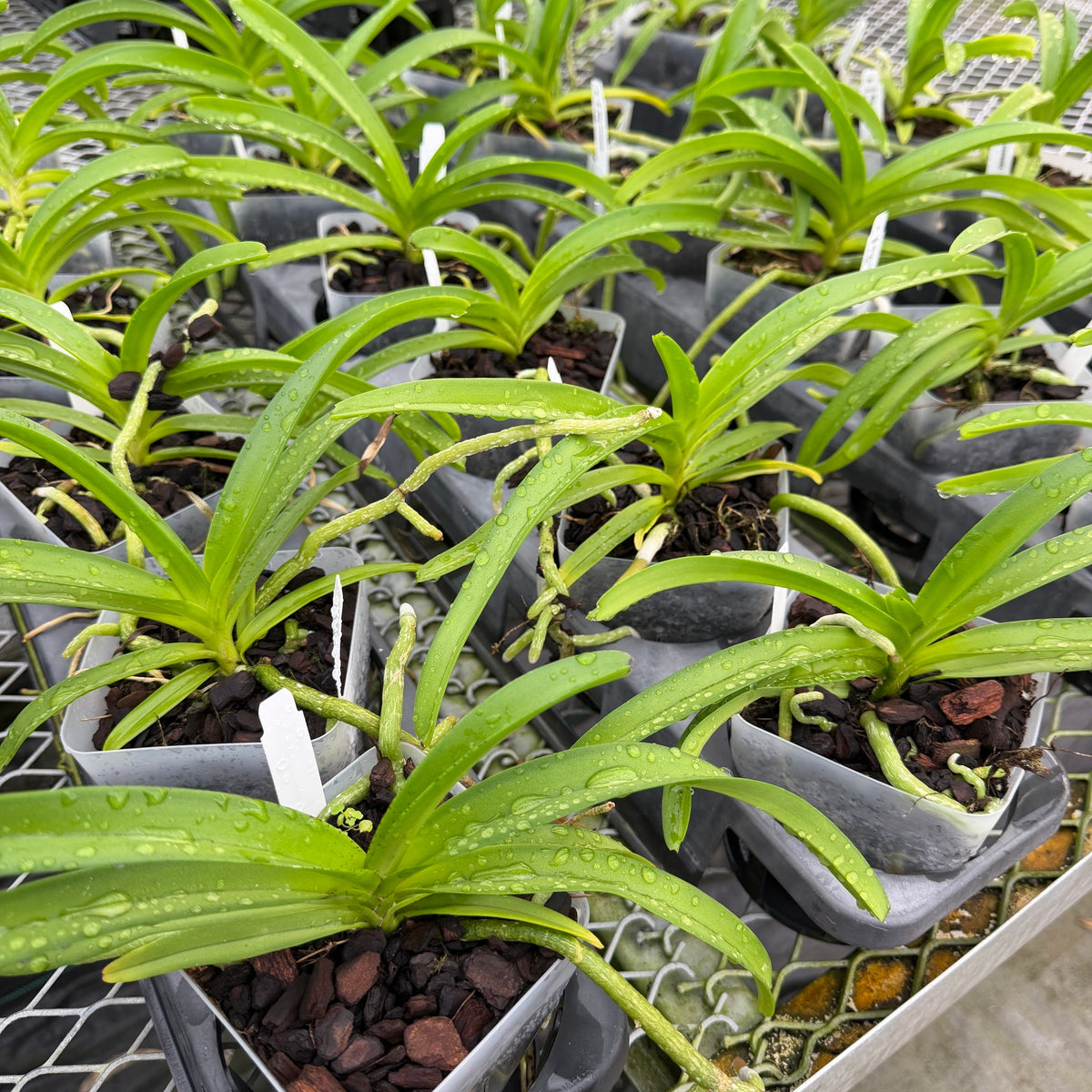 Rhyncostylis coelestis x sib (4" Pot) - Not Blooming
