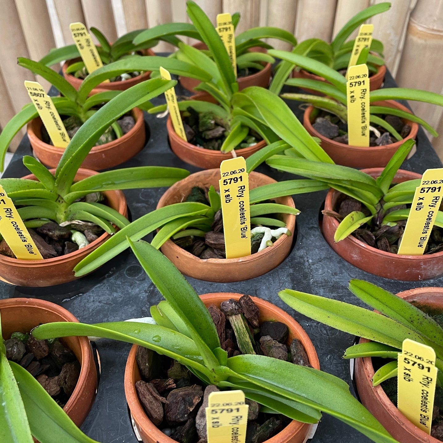 Rhyncostylis coelestis 'Blue' x sib (Not Blooming) - 3" Clay