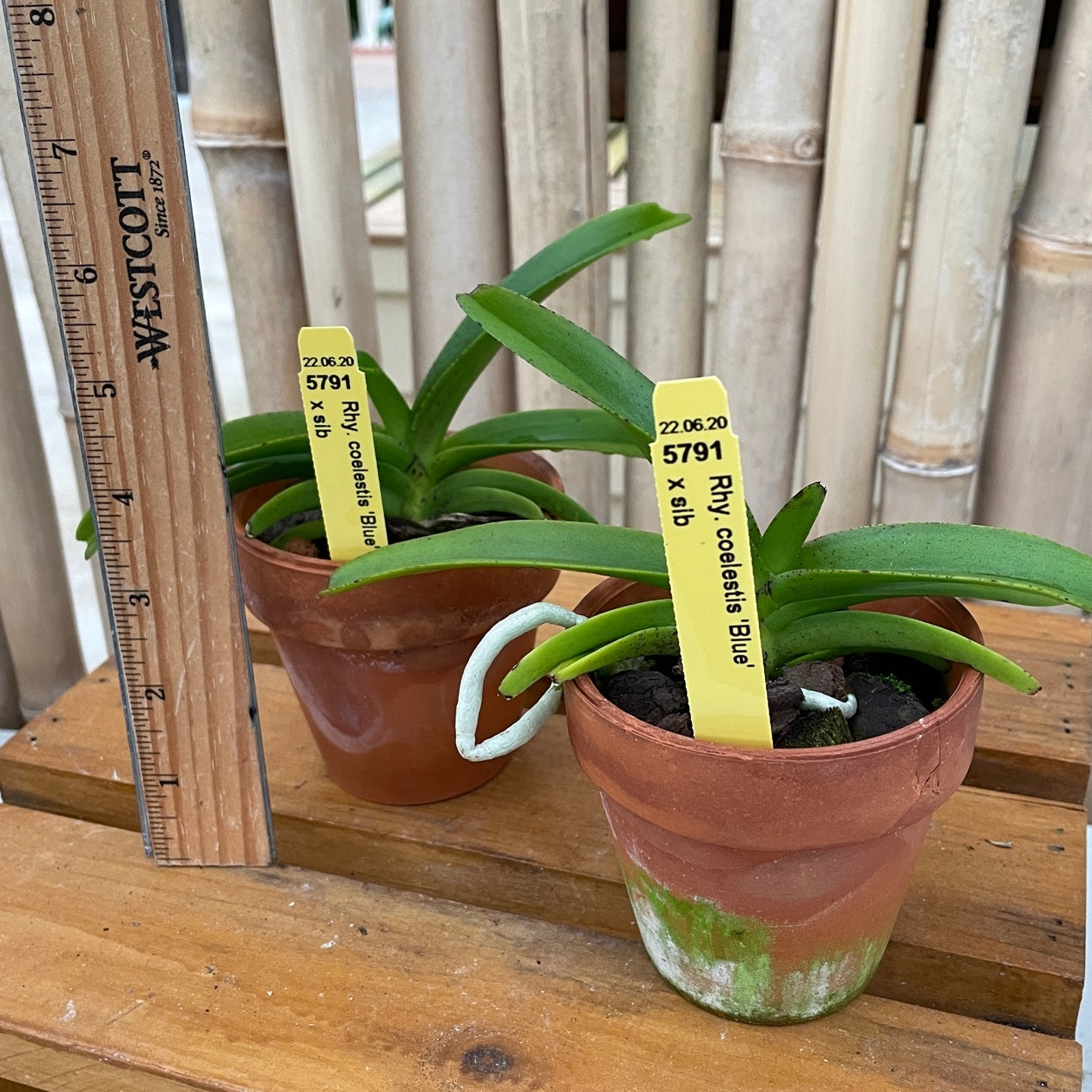 Rhyncostylis coelestis 'Blue' x sib (Not Blooming) - 3" Clay