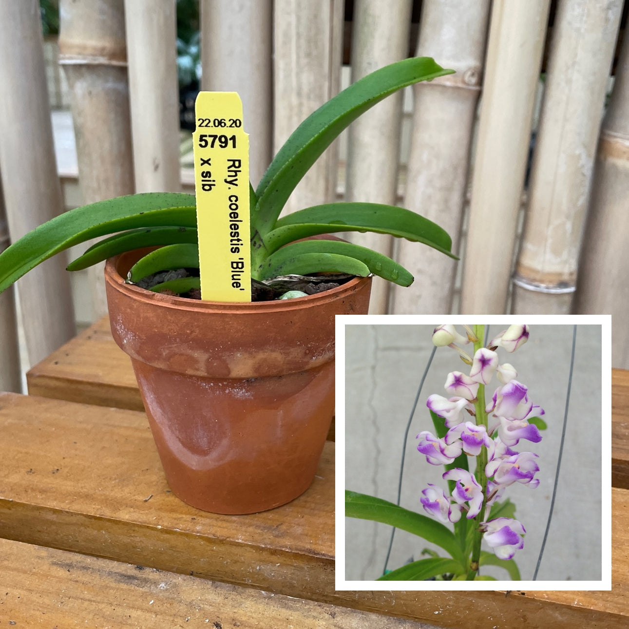 Rhyncostylis coelestis 'Blue' x sib (Not Blooming) - 3" Clay