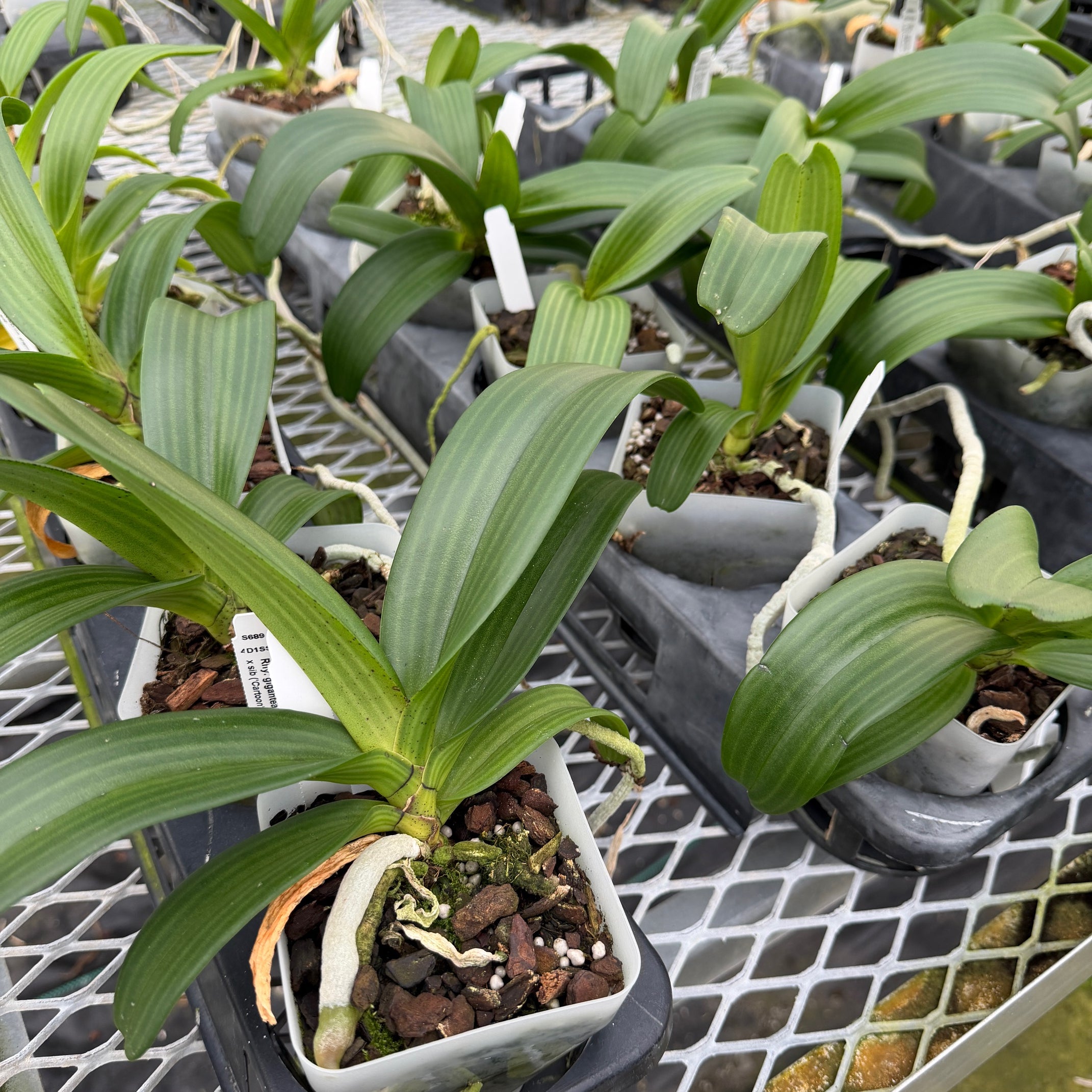 Rhyncostylis gigantea x sib ('Cartoon' x 'Red Spots') - Not