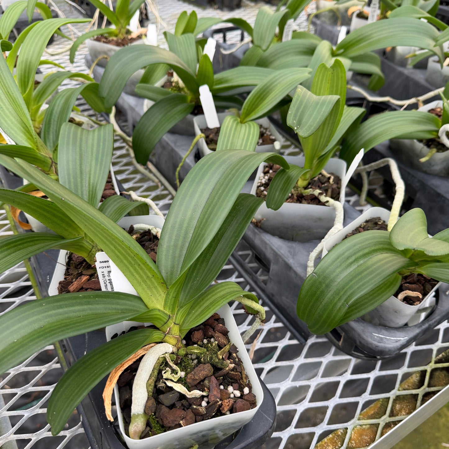 Rhyncostylis gigantea x sib ('Cartoon' x 'Red Spots') - Not Blooming