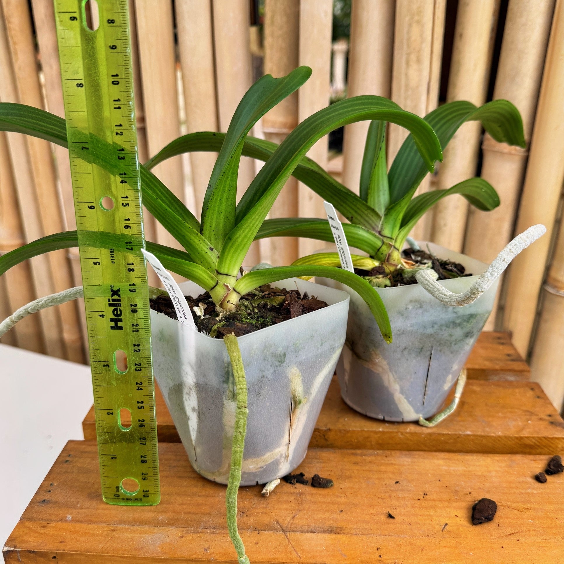 Rhyncostylis gigantea x sib ('Cartoon' x 'Red Spots') - Not