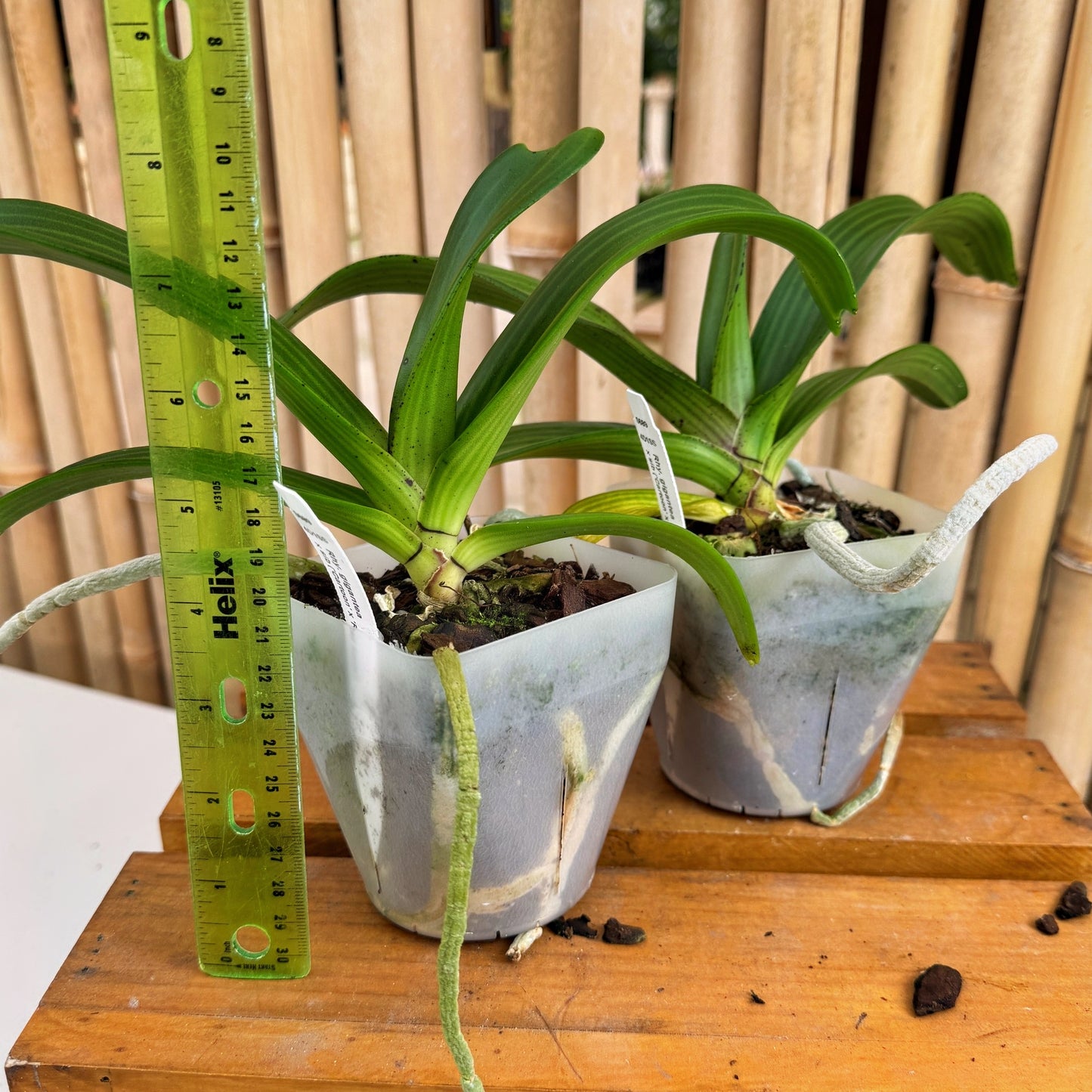 Rhyncostylis gigantea x sib ('Cartoon' x 'Red Spots') - Not Blooming