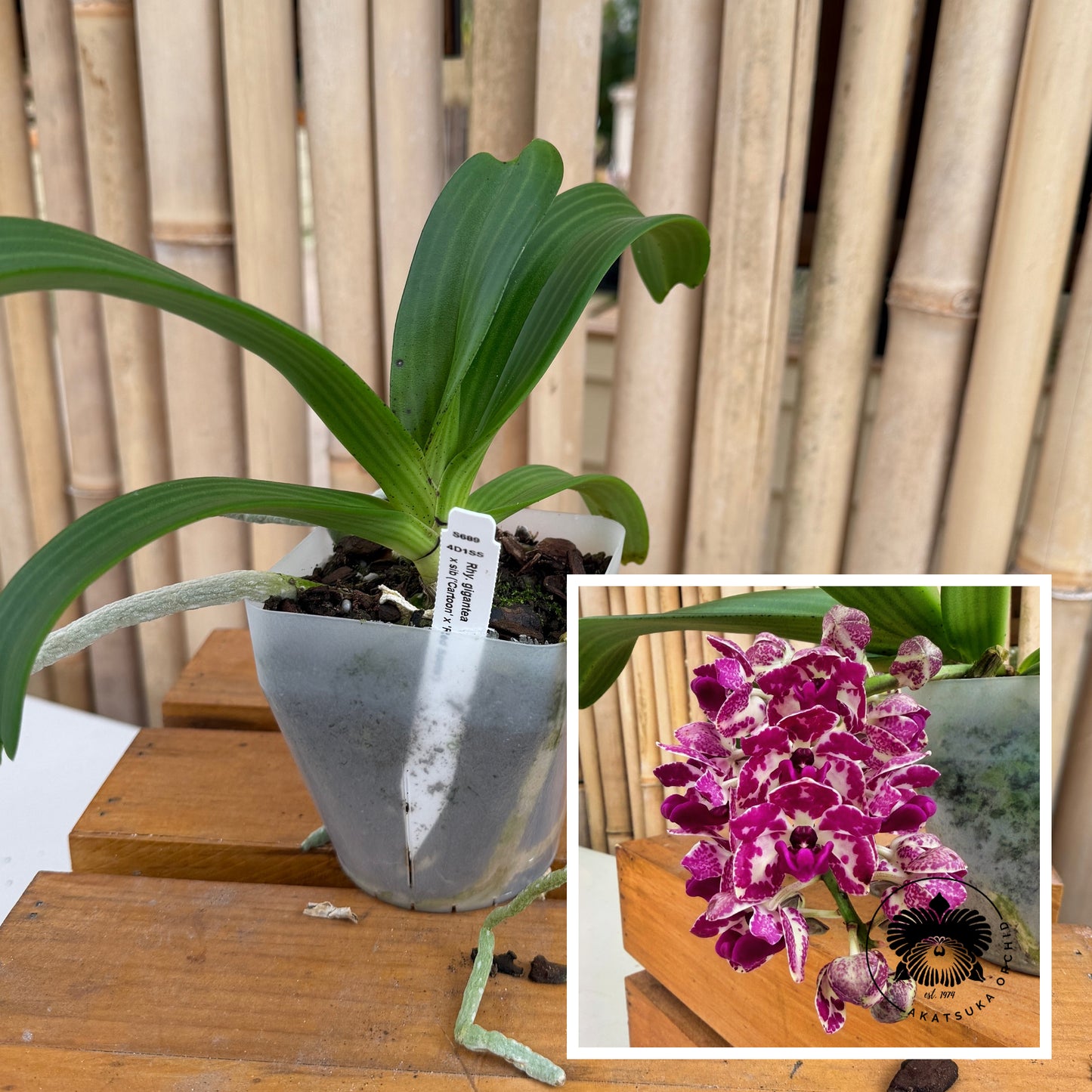 Rhyncostylis gigantea x sib ('Cartoon' x 'Red Spots') - Not Blooming