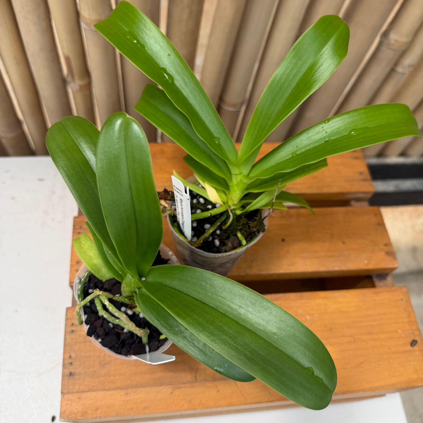 Rhynchonopsis Dragon Charmy (3" Pot) - Not Blooming