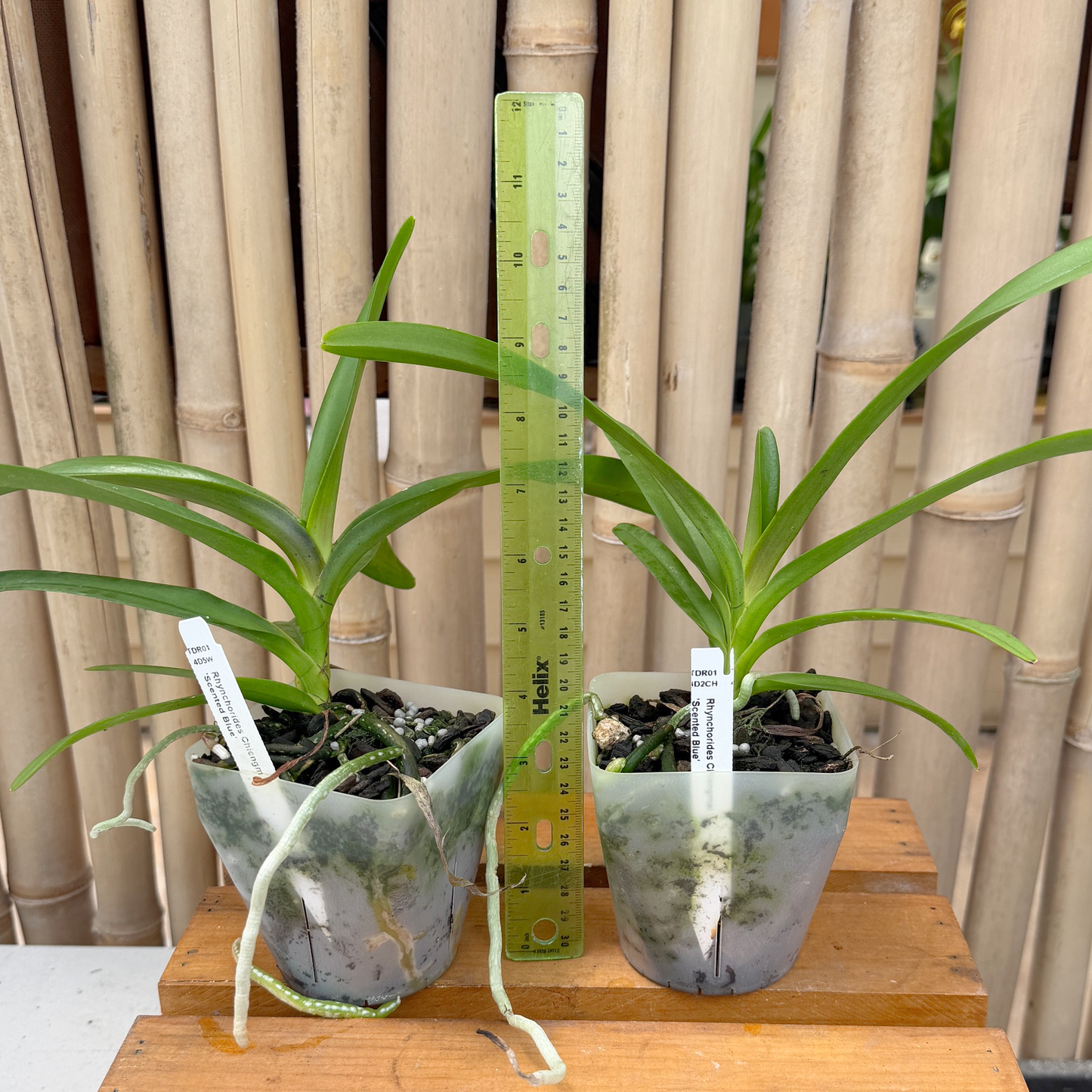 Rhynchorides Chiengmai 'Scented Blue' (4" Pot) Not Blooming