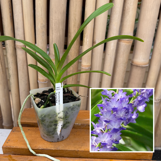 Rhynchorides Chiengmai 'Scented Blue' (4" Pot) Not Blooming