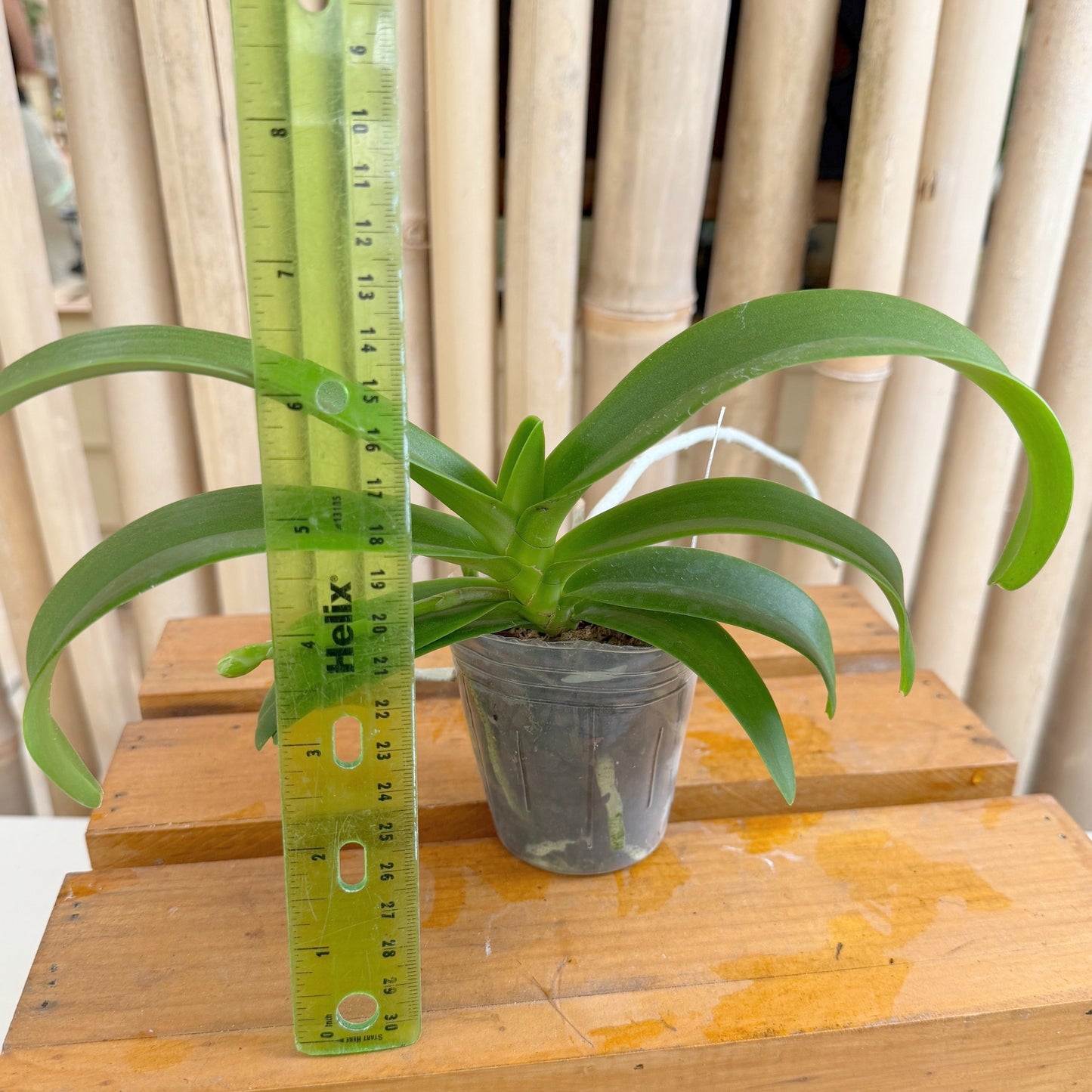 Rhynchonopsis Dragon Charmy (3" Pot) - Not Blooming