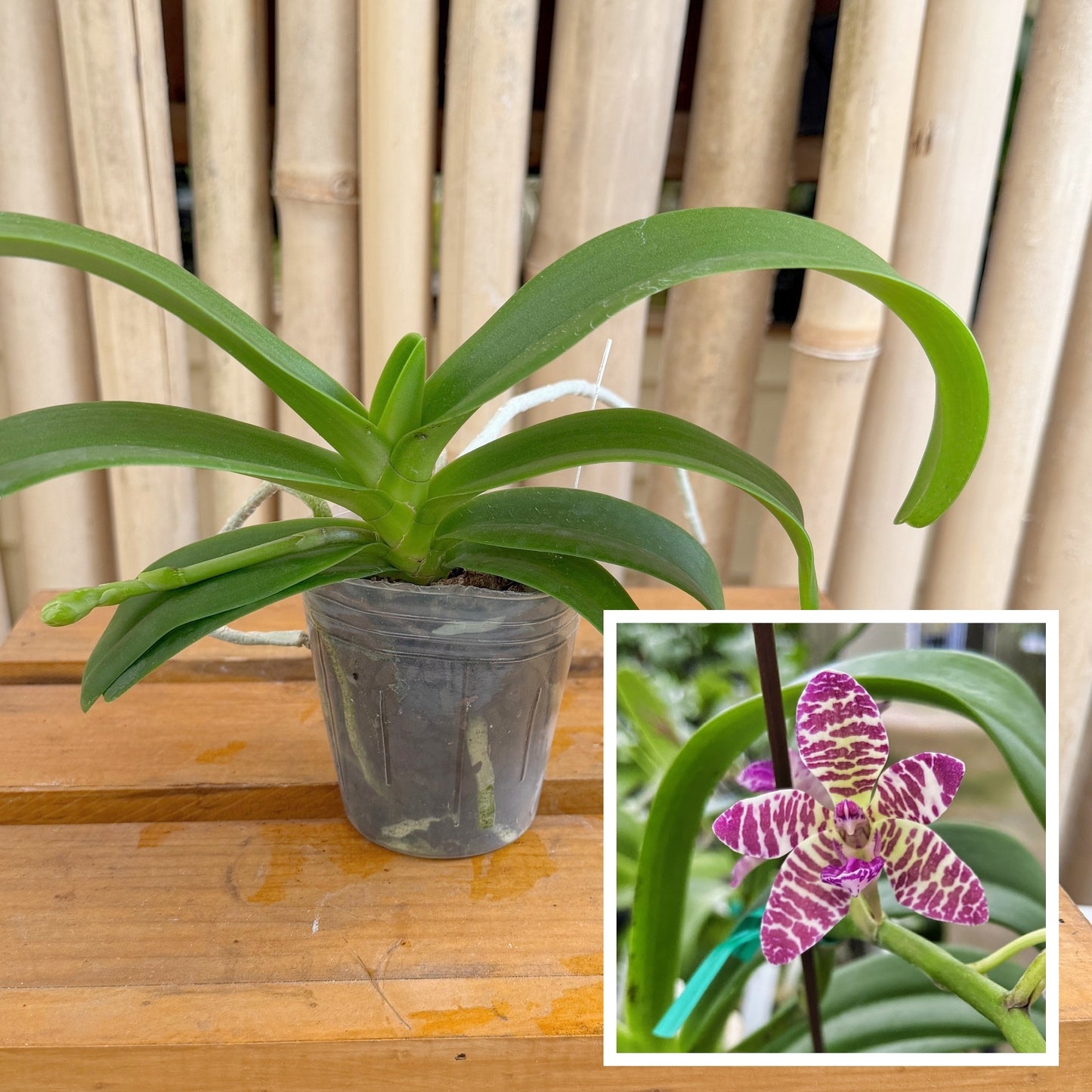 Rhynchonopsis Dragon Charmy (3" Pot) - Not Blooming