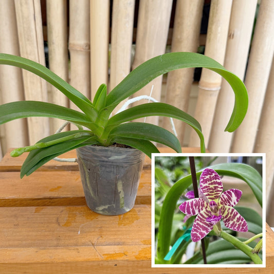 Rhynchonopsis Dragon Charmy (3" Pot) - Not Blooming