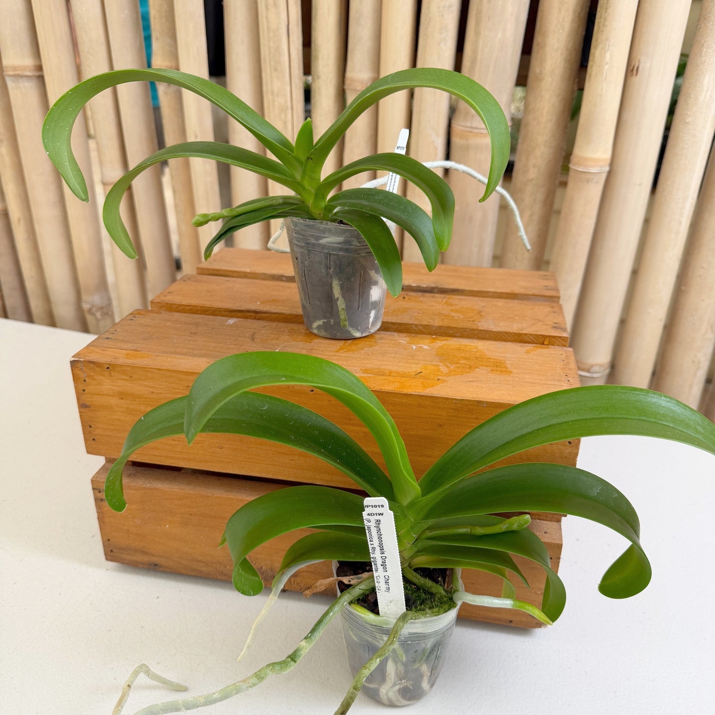 Rhynchonopsis Dragon Charmy (3" Pot) - Not Blooming