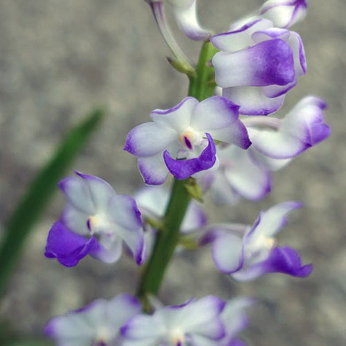 Rhynchorides Chiengmai 'Scented Blue' (4" Pot) Not Blooming