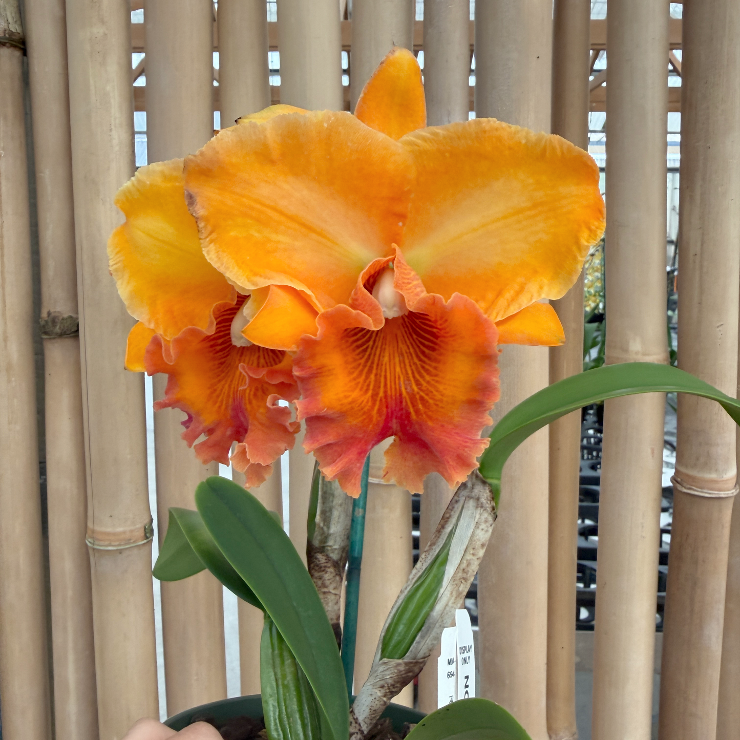 Rlc. Fire Jewel 'Volcano Orange' (5.5" Pot) - Buds