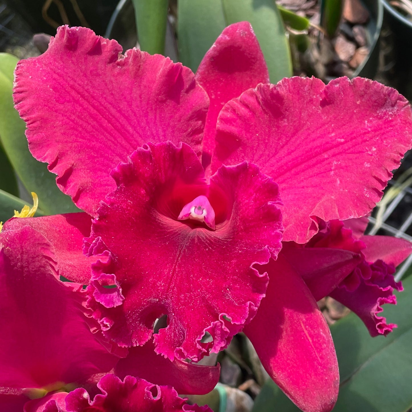 Rlc. Joan Marie Beno 'Volcano Queen' (Starter- 2.75" Pot)
