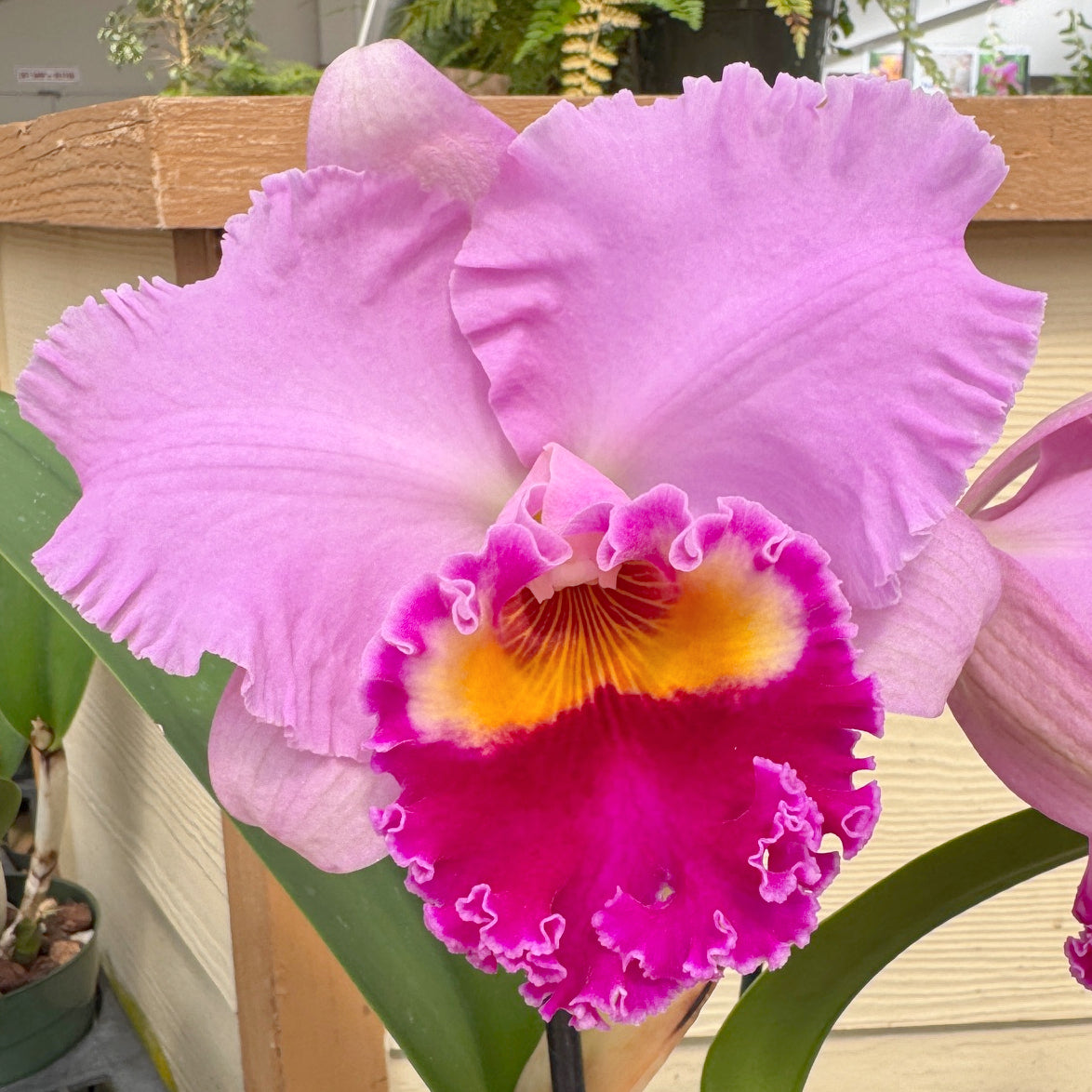Rlc. Joy Sokabe 'Shining' (5.5" Pot) - Buds