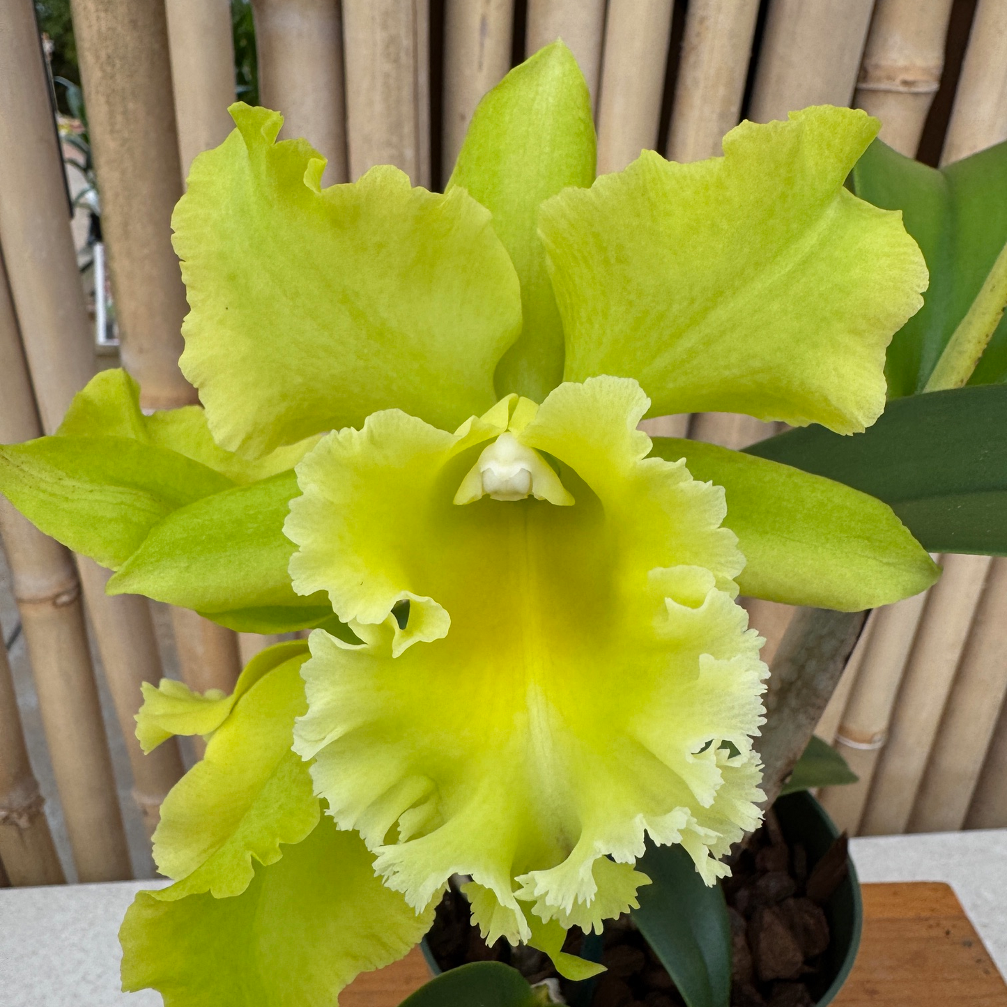 Rlc. Sung Ya Green 'Mailman' (5.5" Pot) - Buds