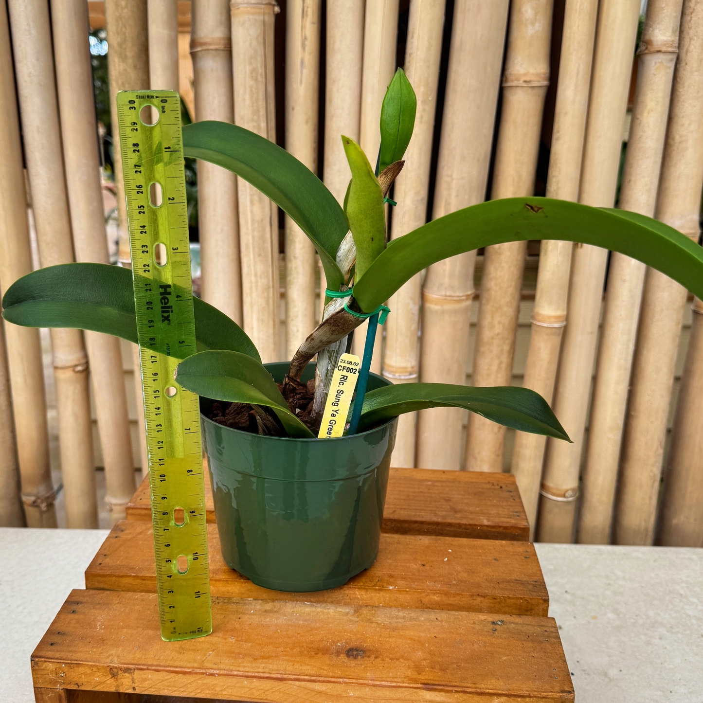 Rlc. Sung Ya Green 'Mailman' (5.5" Pot) - Buds