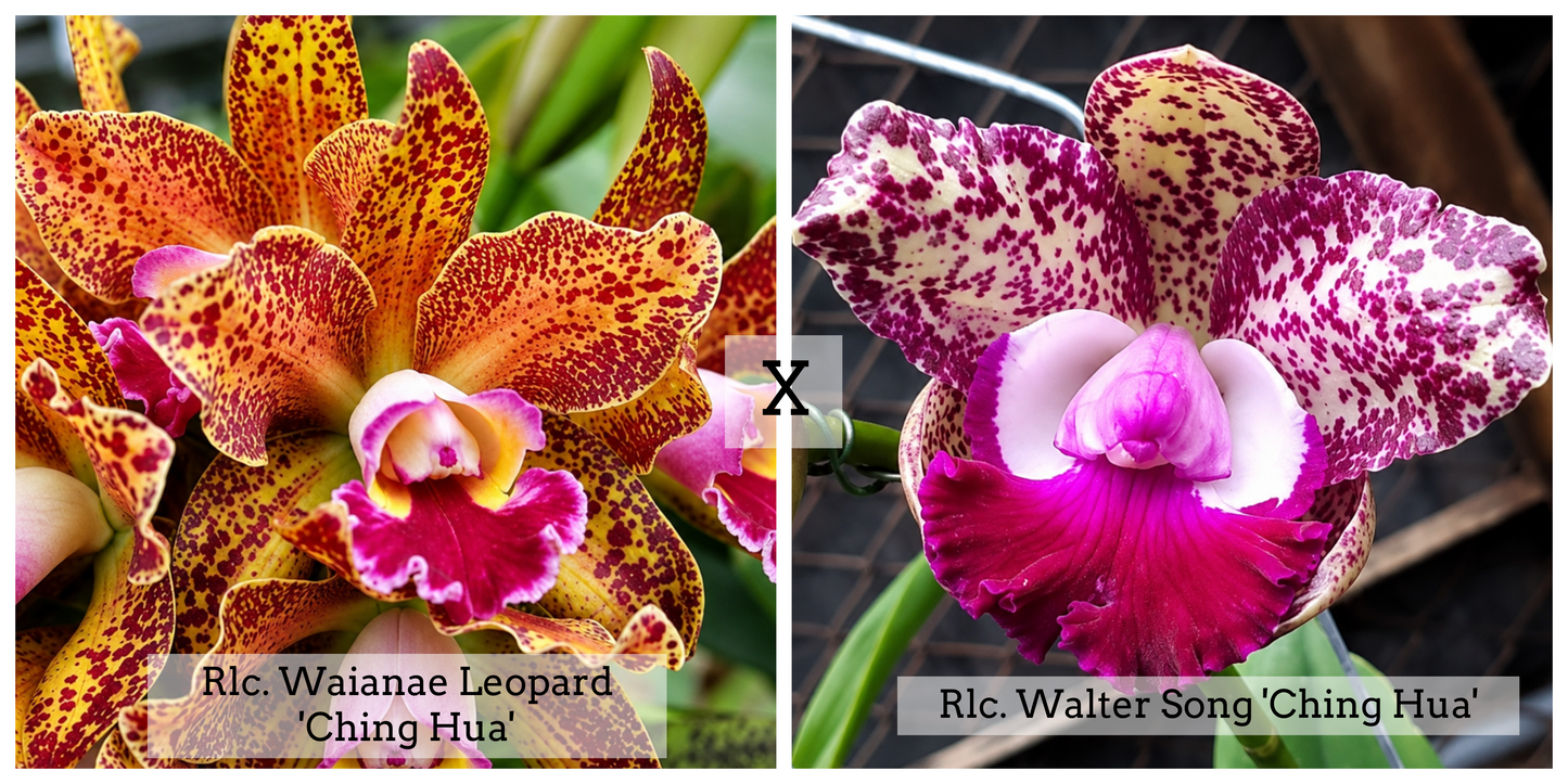 Rlc. Waianae Leopard 'Ching Hua' x Rlc. Walter Song 'Ching Hua' (5" Pot) - Buds