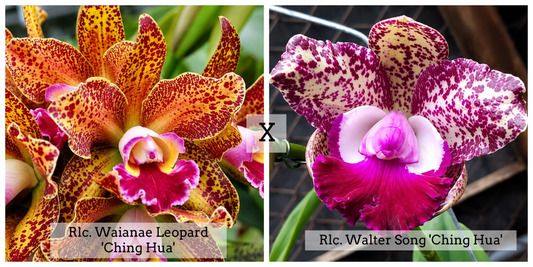 Rlc. Waianae Leopard 'Ching Hua' x Rlc. Walter Song 'Ching Hua' (5" Pot) - Buds