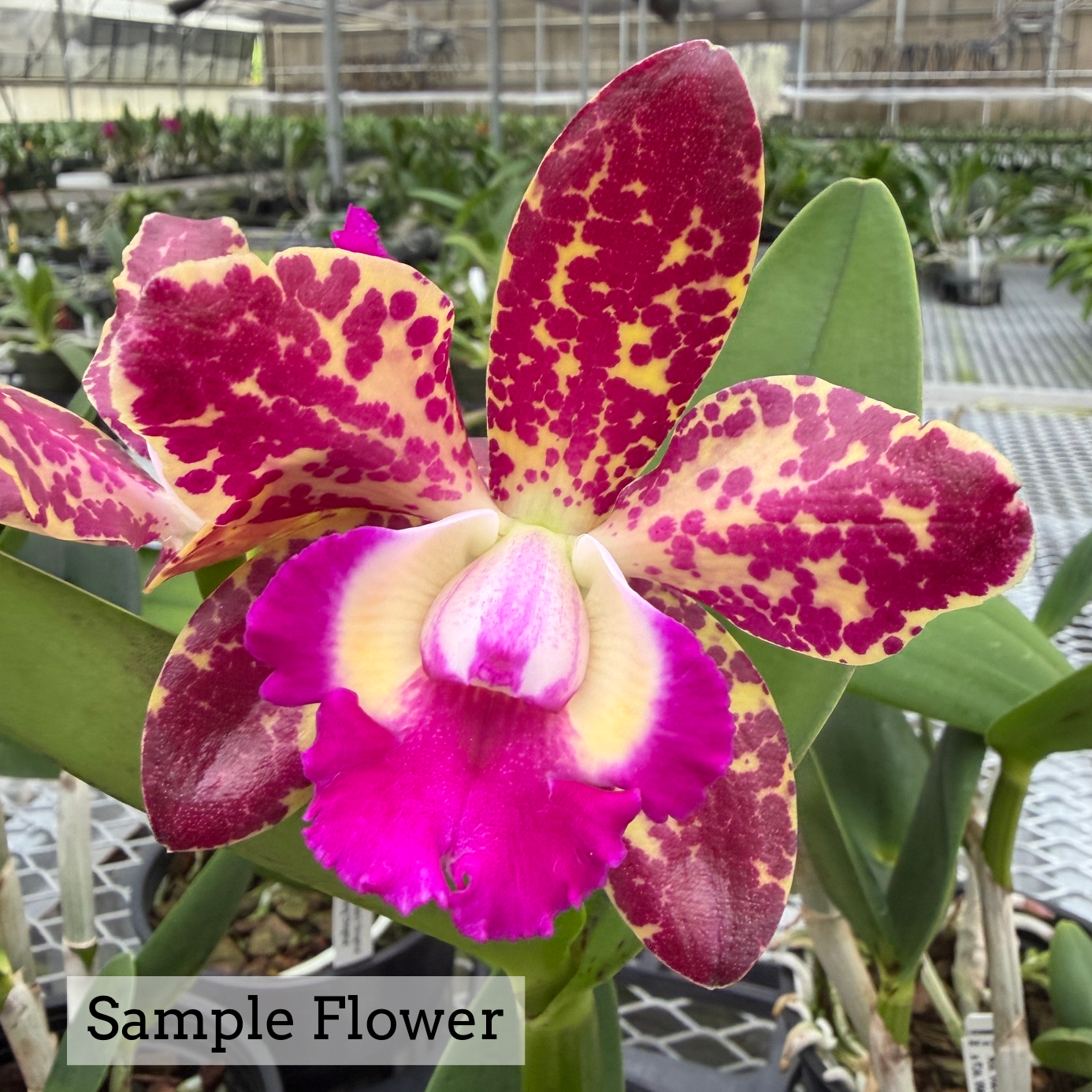 Rlc. Waianae Leopard 'Ching Hua' x Rlc. Walter Song 'Ching Hua' (5" Pot) - Buds