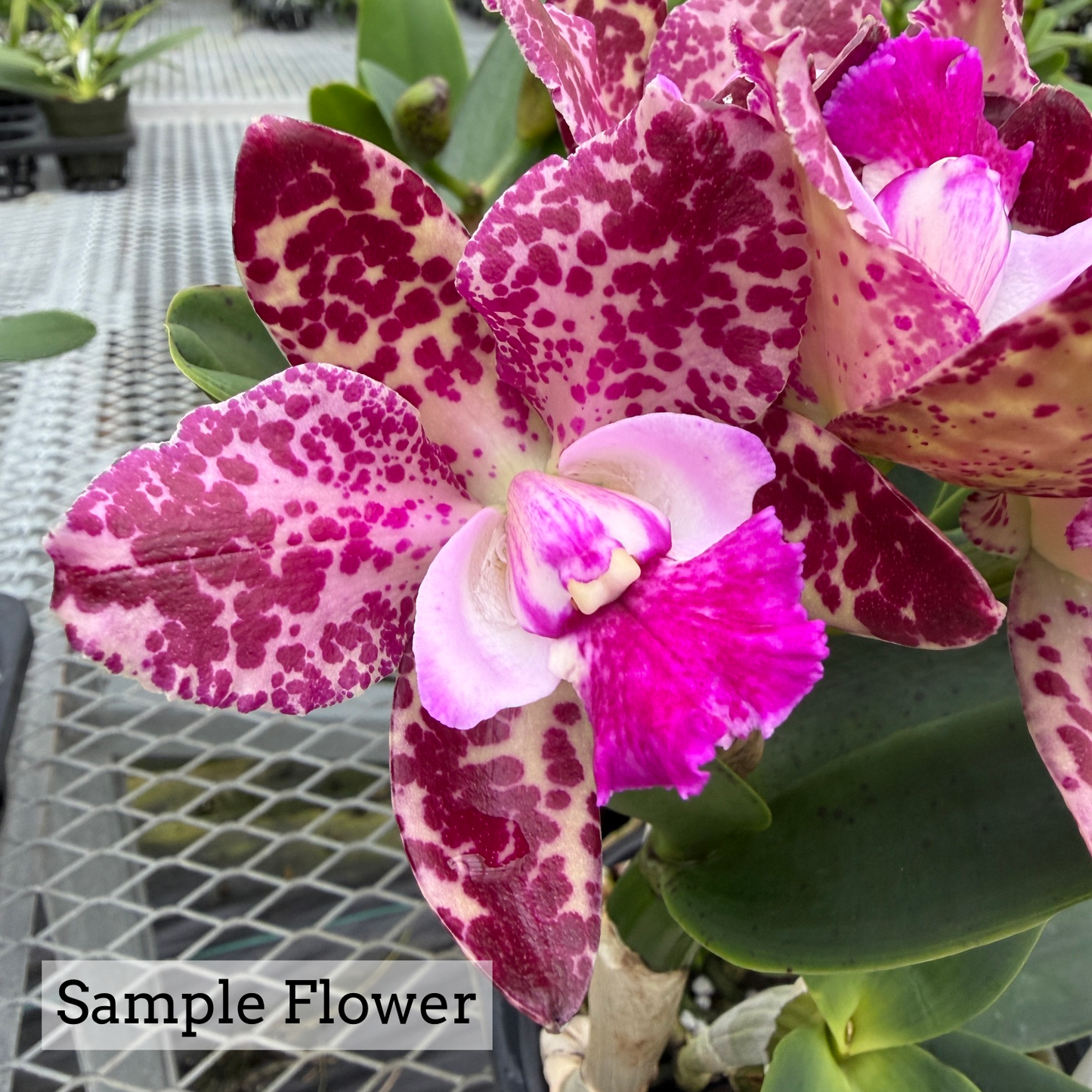 Rlc. Waianae Leopard 'Ching Hua' x Rlc. Walter Song 'Ching Hua' (5" Pot) - Buds