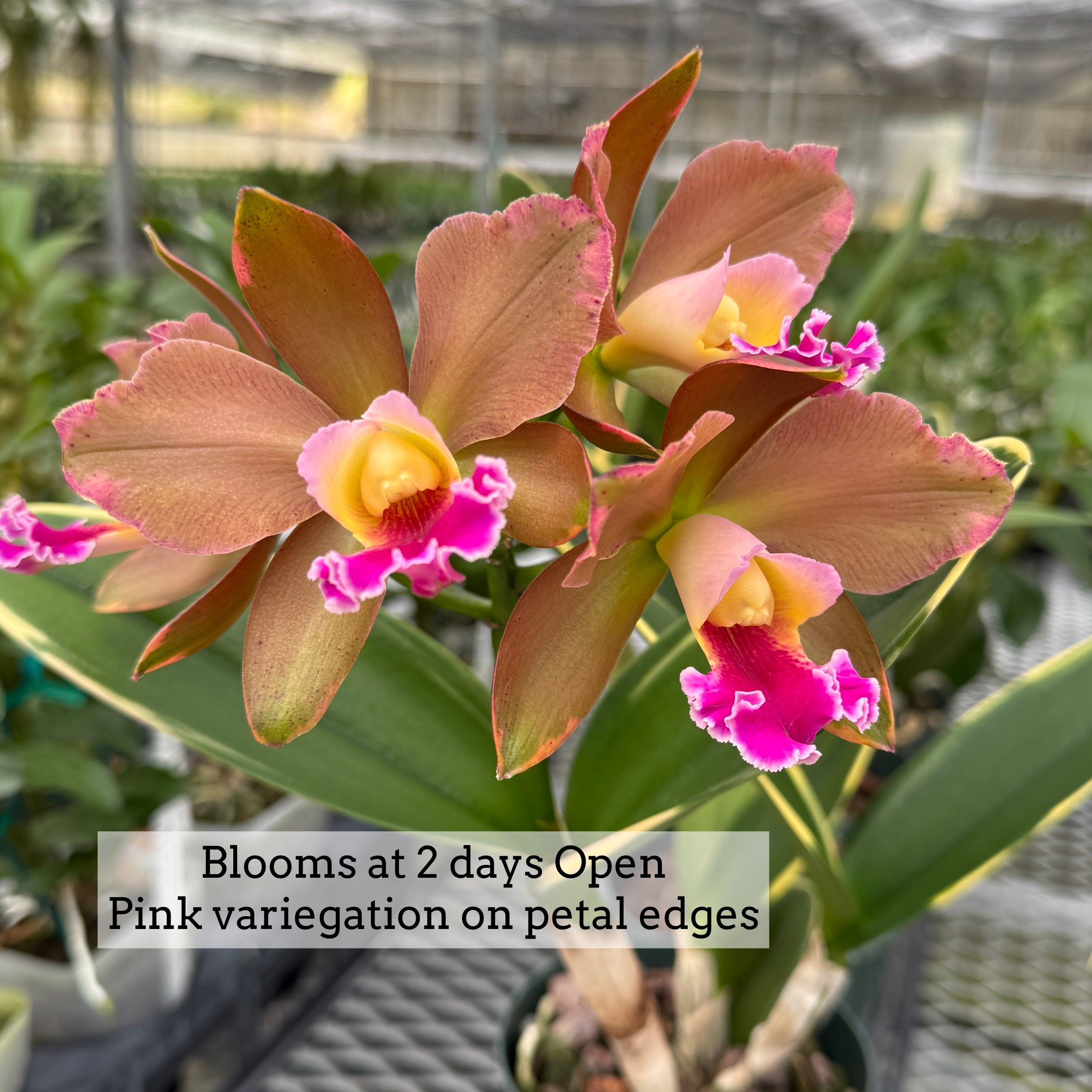 Rlc. Akiko Sato 'Volcano Queen' (Variegated) - 5