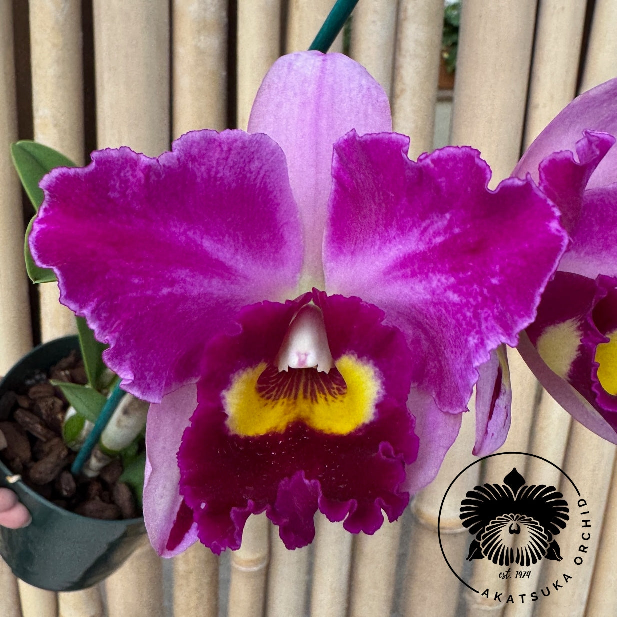 Rlc. Hsinying Rouge 'C.H. #6' (5" Pot) - Buds
